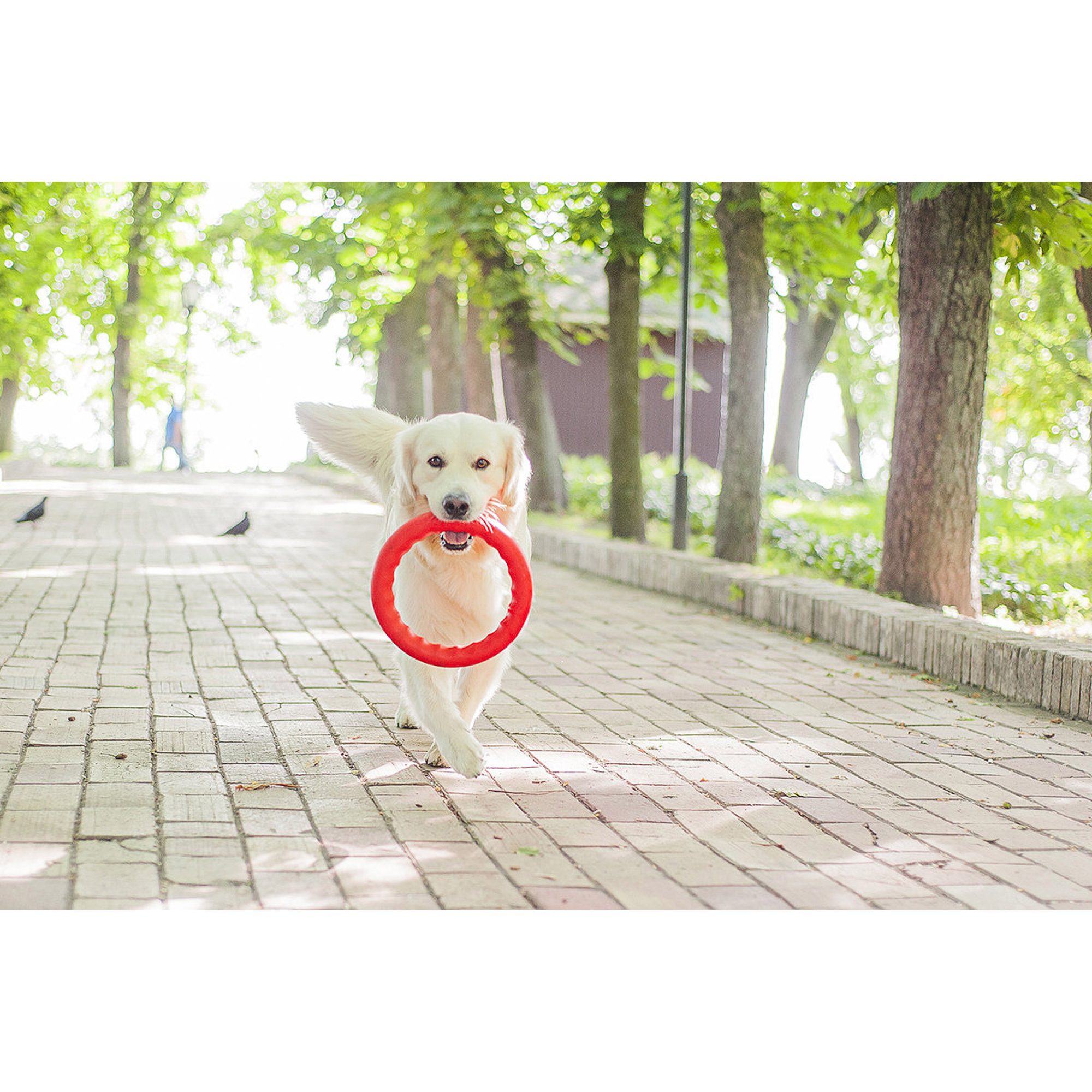 фото Игрушка для собак pitchdog кольцо розовое 28 см