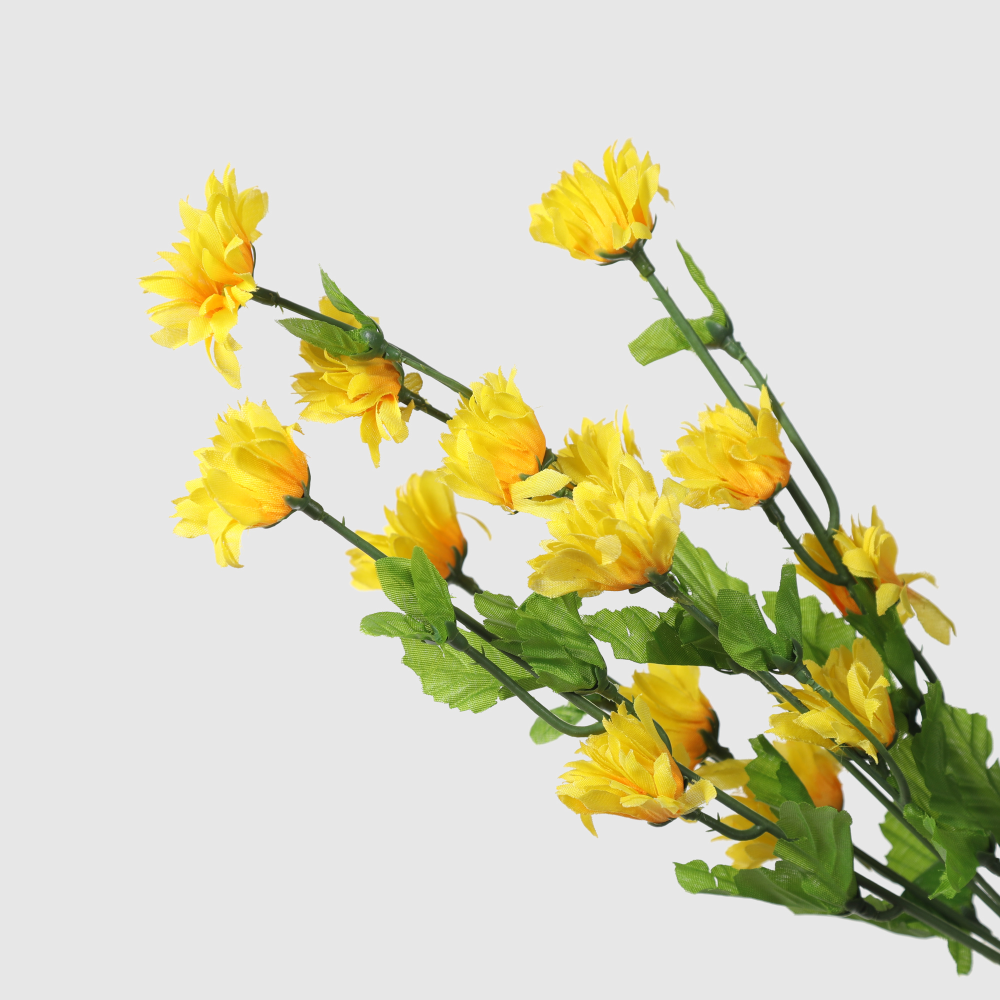 фото Ветка хризантемы конэко-о