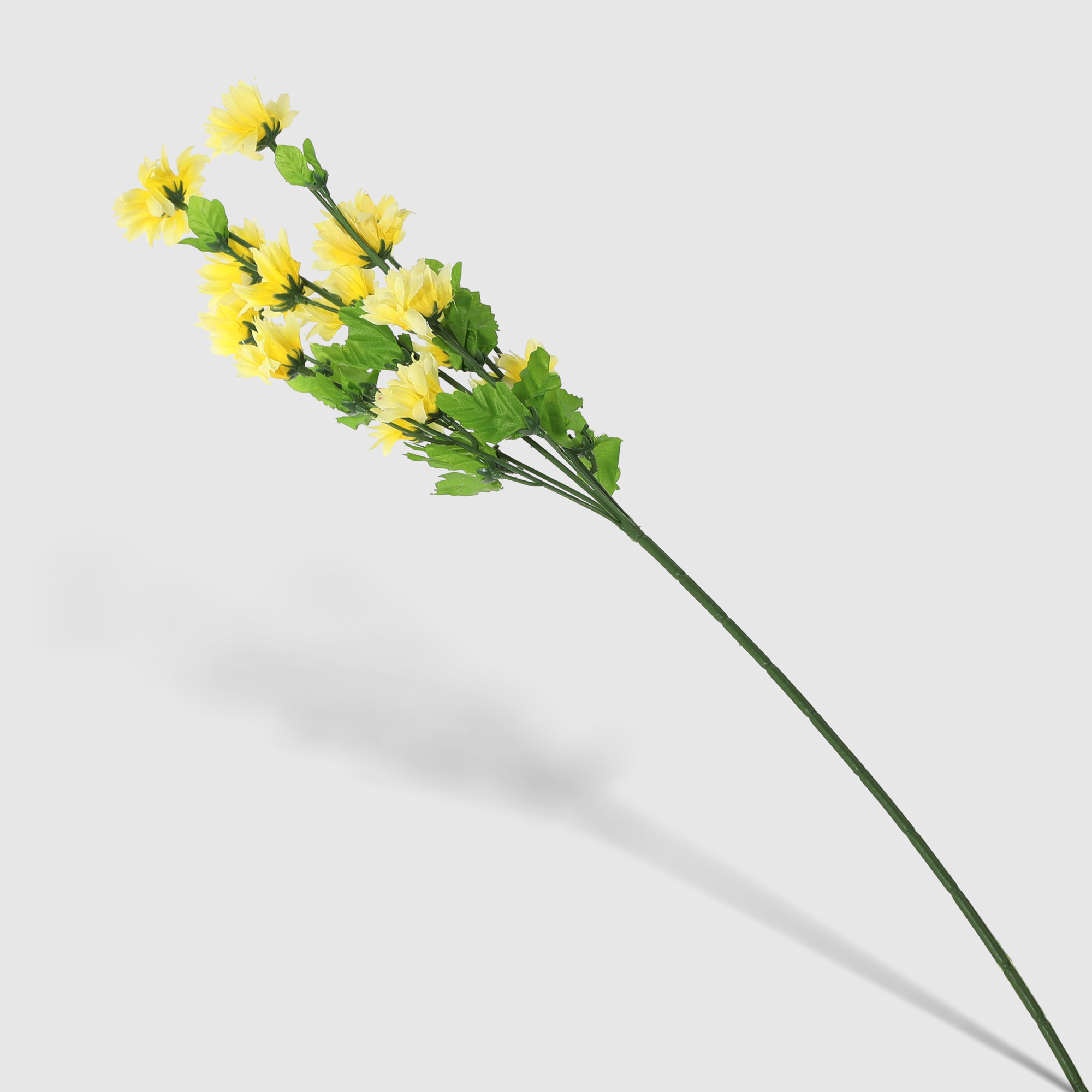фото Ветка хризантемы конэко-о