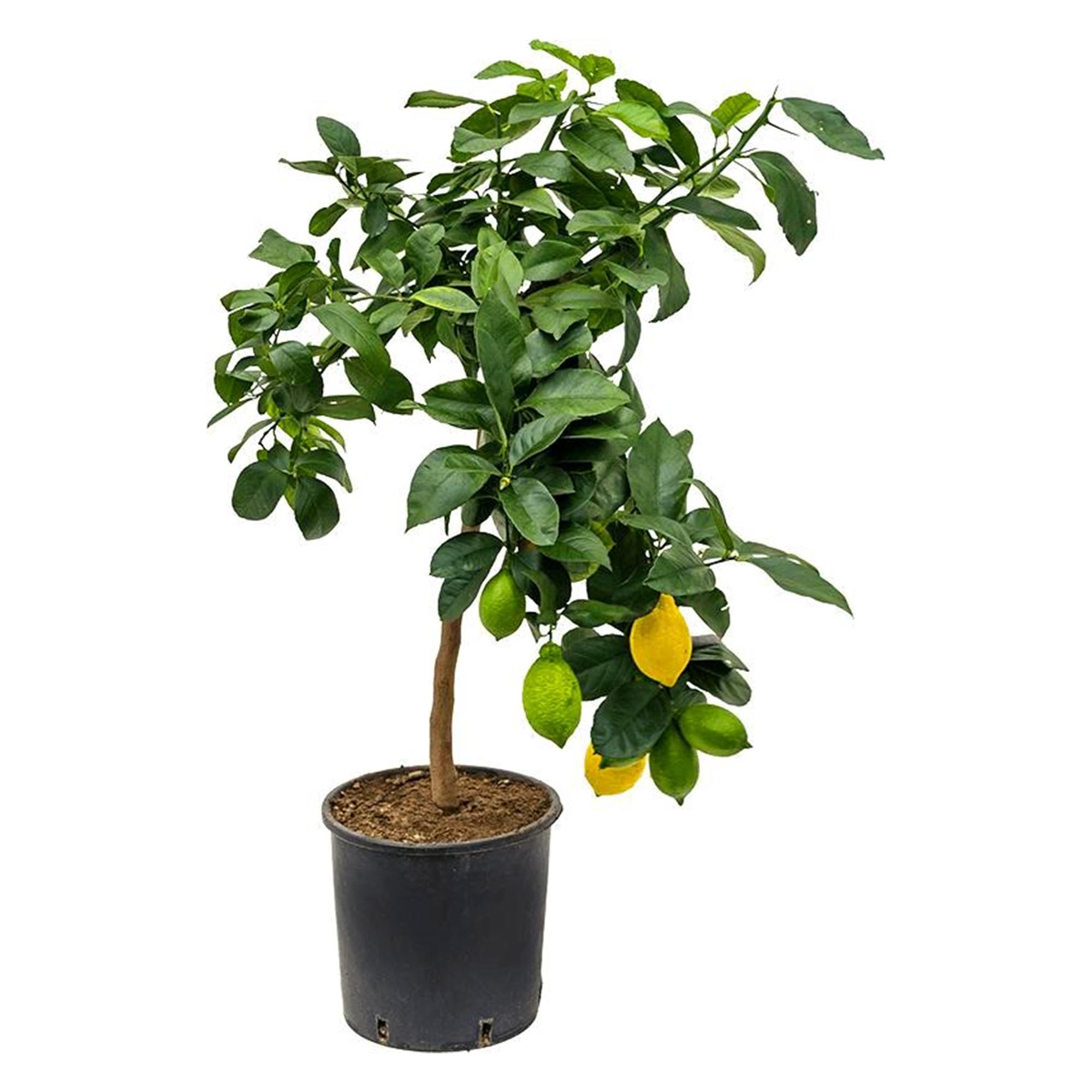 Маленькое лимонное дерево. Цитрус лимон дерево. Цитрус (комнатное растение) лимон Мейера. Цитрус лимона d12h30. Цитрофортунелла лимон.