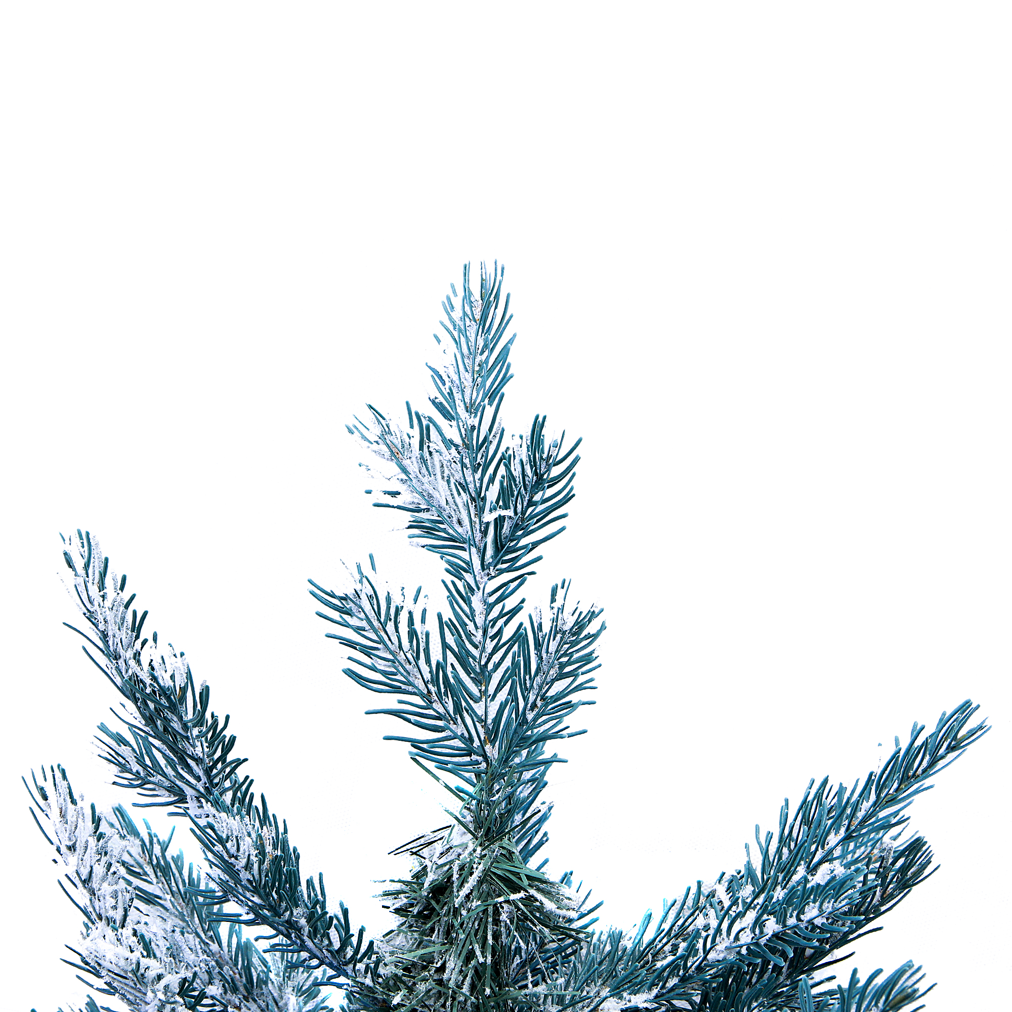 царь елка датская голубая. царь елка голубая. царь елка голубая. царь елка ель голубая. царь елка голубая.