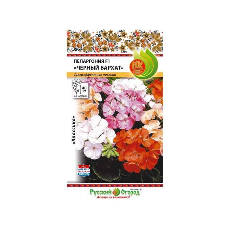Цветы пеларгония Русский огород черный бархат смесь пеларгония зональная дансер дип роуз f2