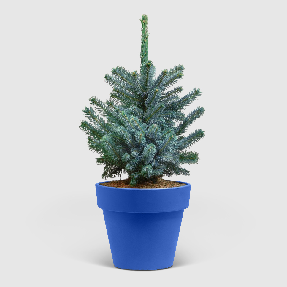 Ель Picea Pung Super Blue 26/45 см, цвет зеленый