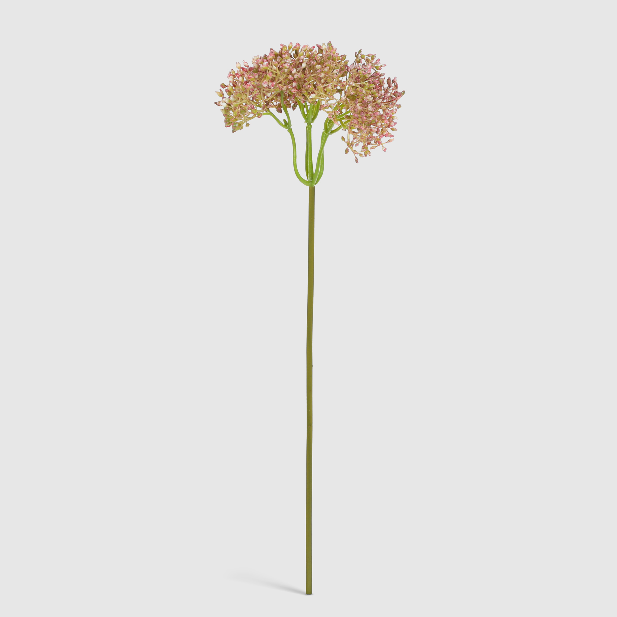 Укроп цветущий Конэко-О 34518 PK 45 см