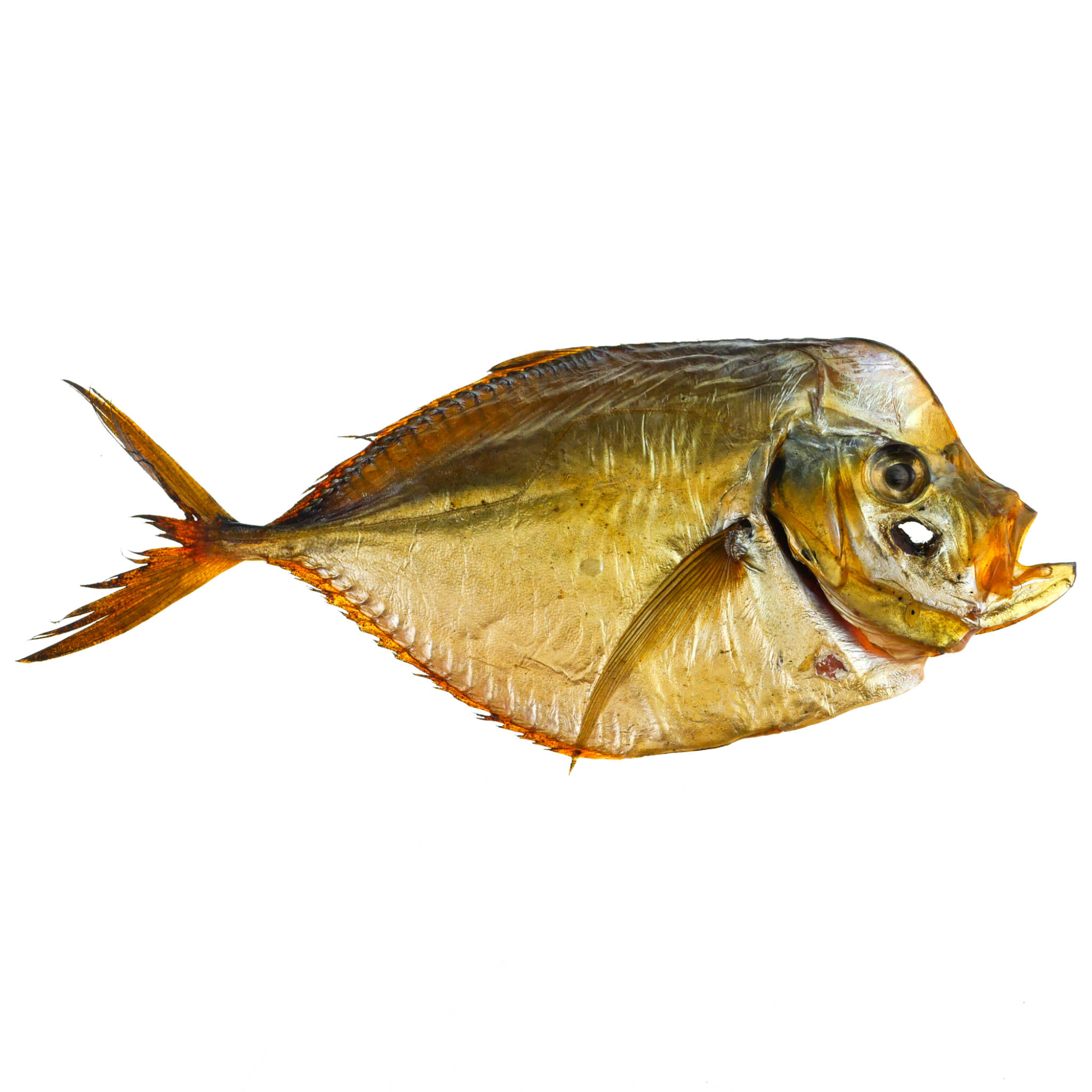 Рыба луна вомер. Вомер вяленый. Вомер сушеный. Вомер живой. Вомер черноморский.