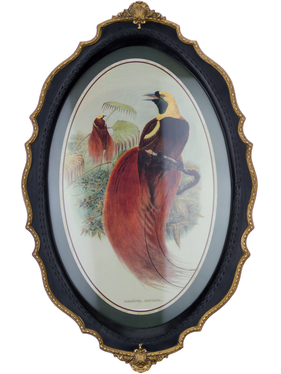 Панно Glasar в овальной резной раме птица с красным пушистым хвостом, 39x24x3 см картина glasar птица на ветке в овальной позолоченной раме 23x2x28 см