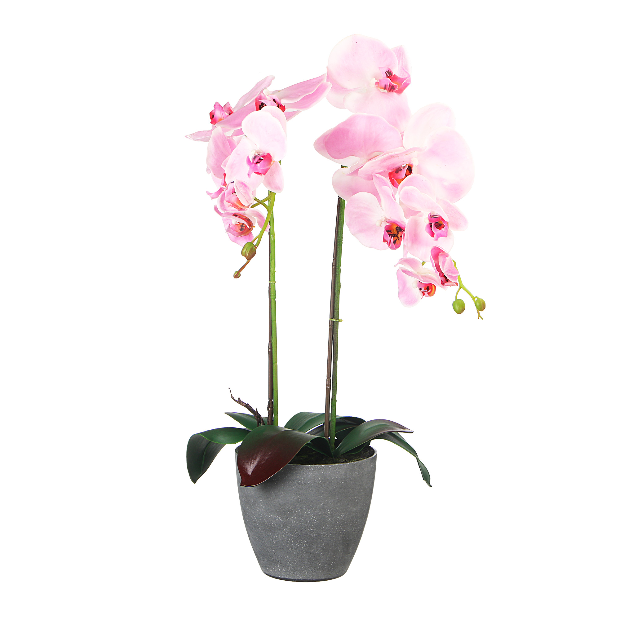 Орхидея в горшке нижний новгород. Fuzhou Light Орхидея белая. Фаленопсис Pink Light. Орхидея фаленопсис магнит. Лайт Пинк Орхидея.