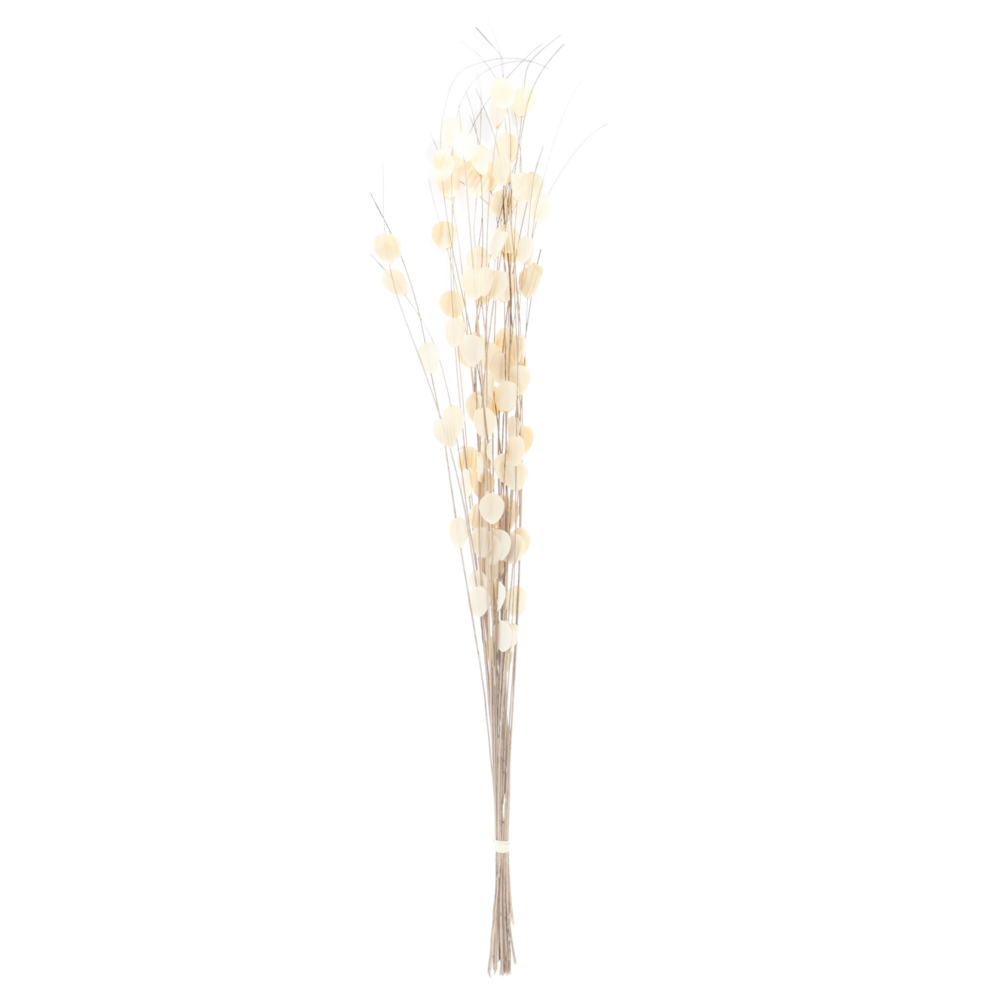 

Сухоцветы с лепестками Arambi natural 33429