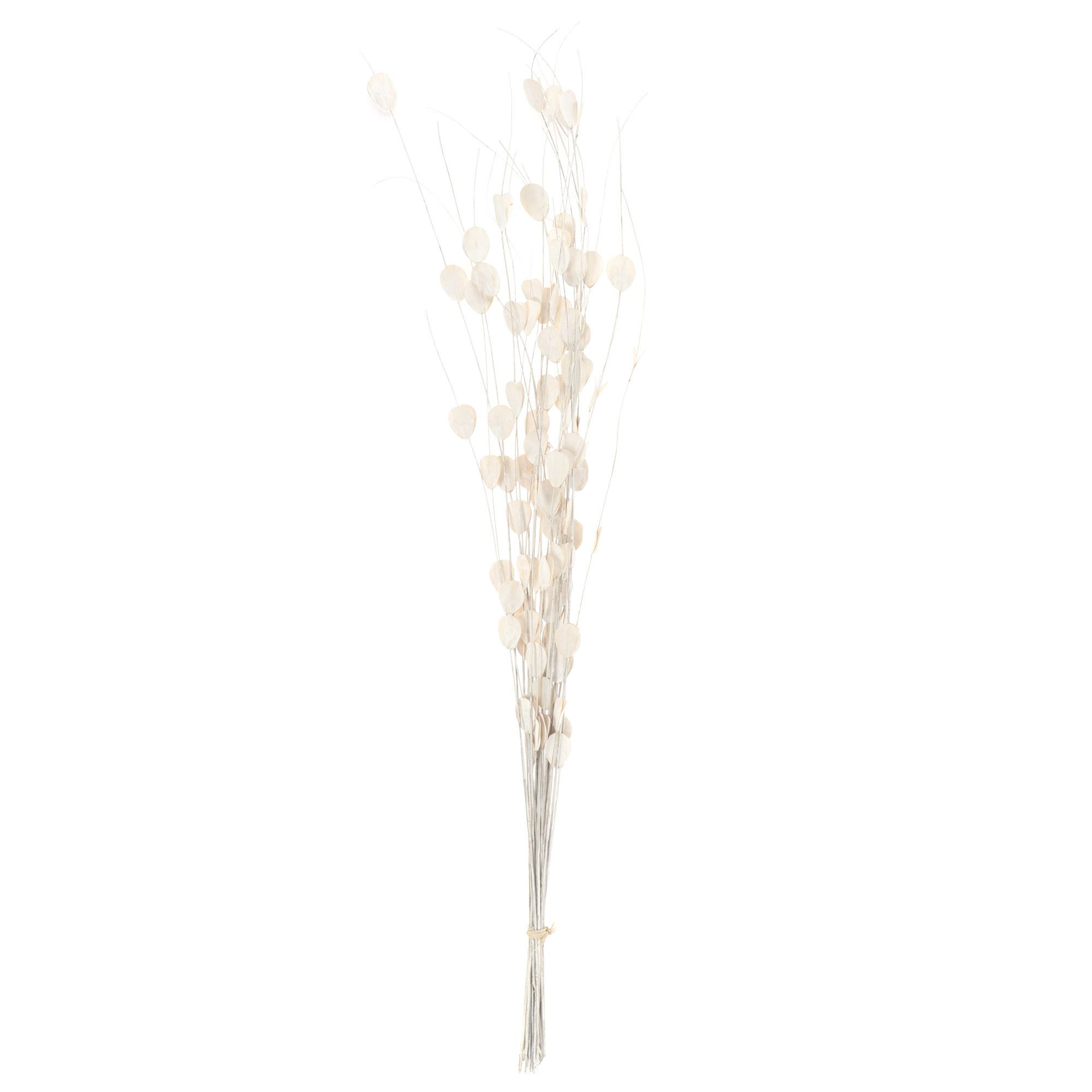 Сухоцветы с лепестками Arambi white 33429