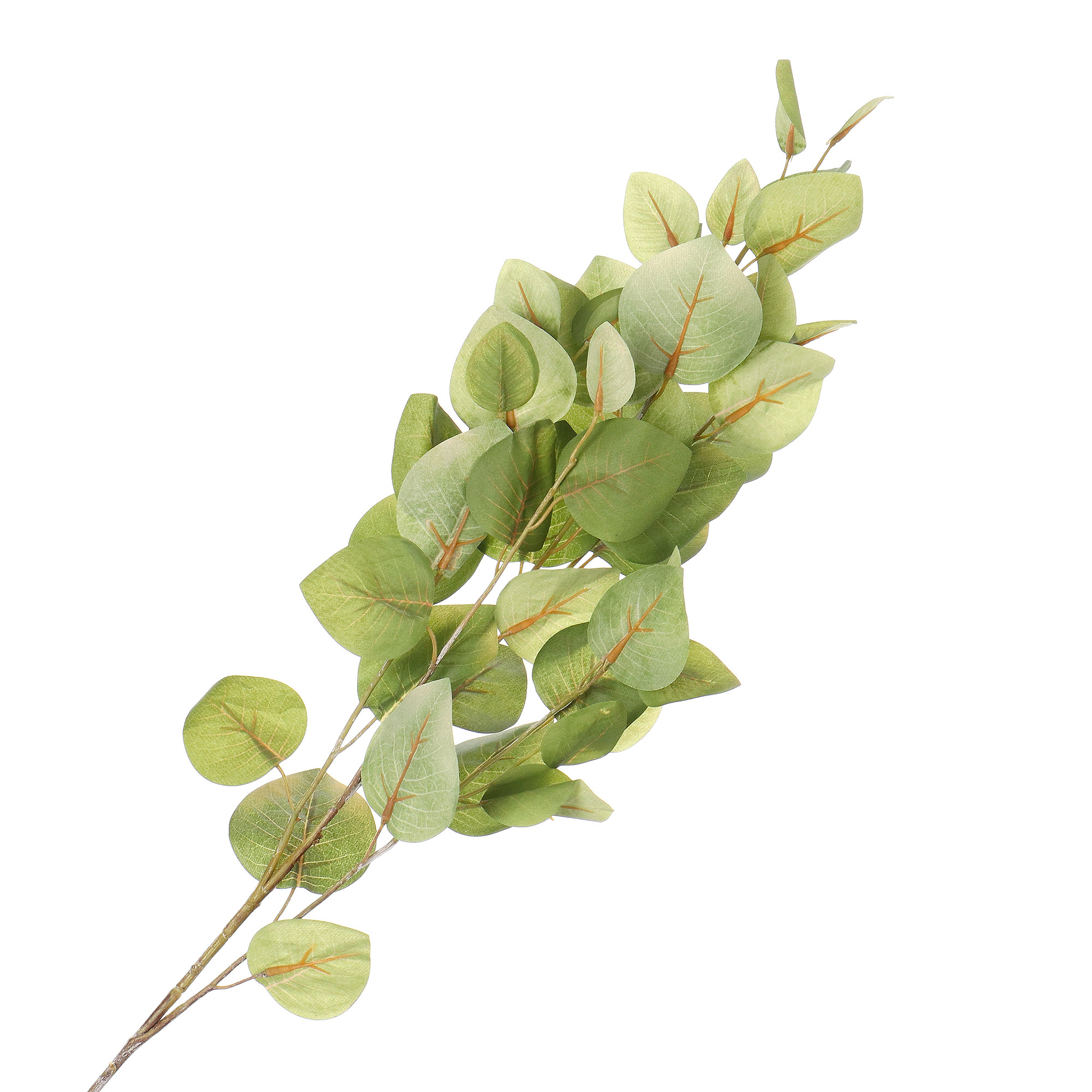 фото Ветка эвкалипта конэко-о зеленая, 100 см