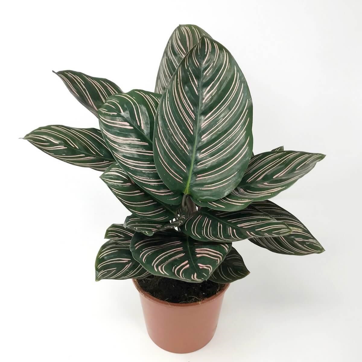 Калатея фото описание. Calathea сандериана. Калатея сандериана орната. Калатея Ornata. Калатея Иллюстрис.