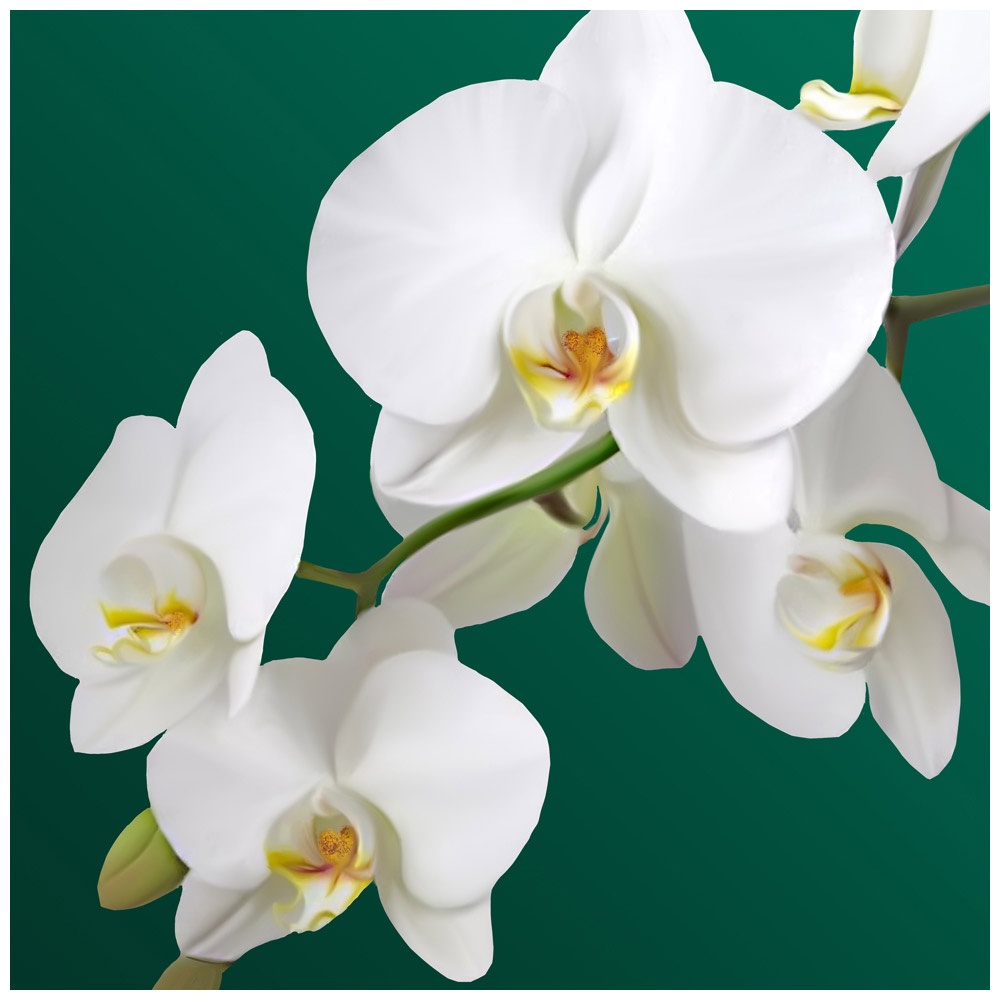 Салфетки бумажные Bulgaree green 3-х слойные Орхидея 33x33 см 20 шт