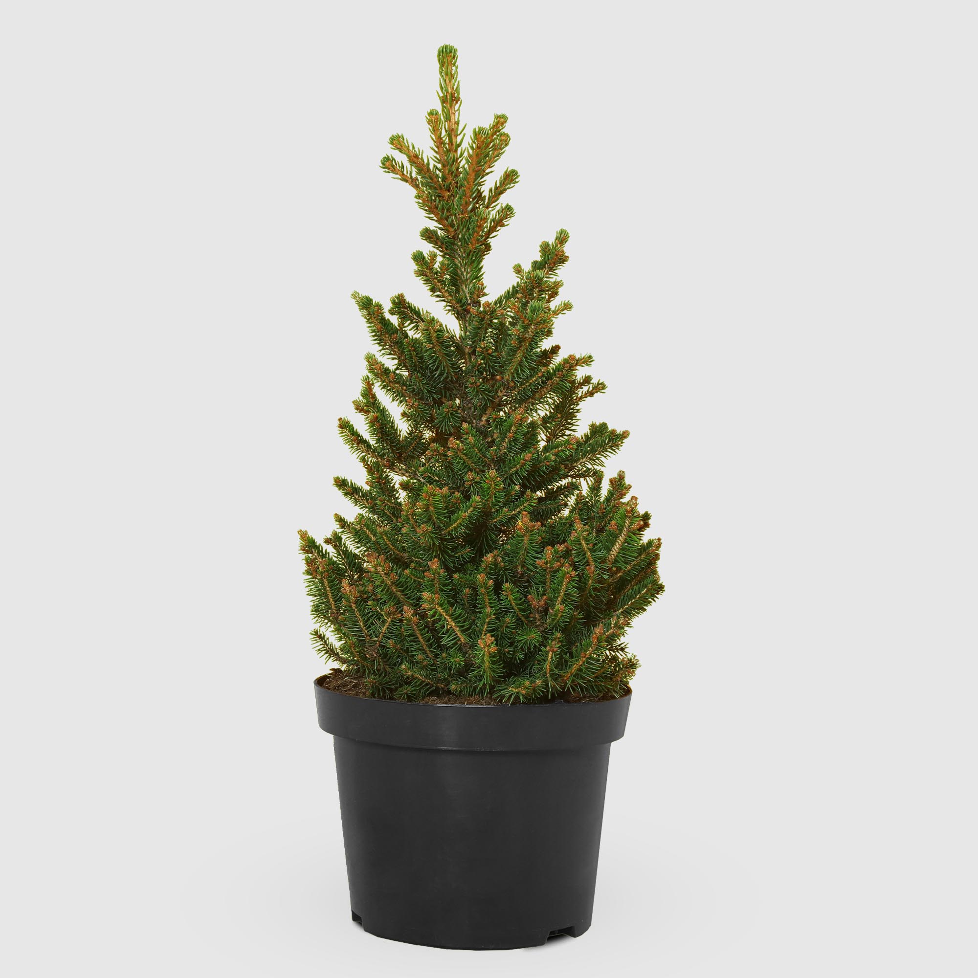 Ель Picea Abies Wills Zwerg 23/40 см, цвет зеленый