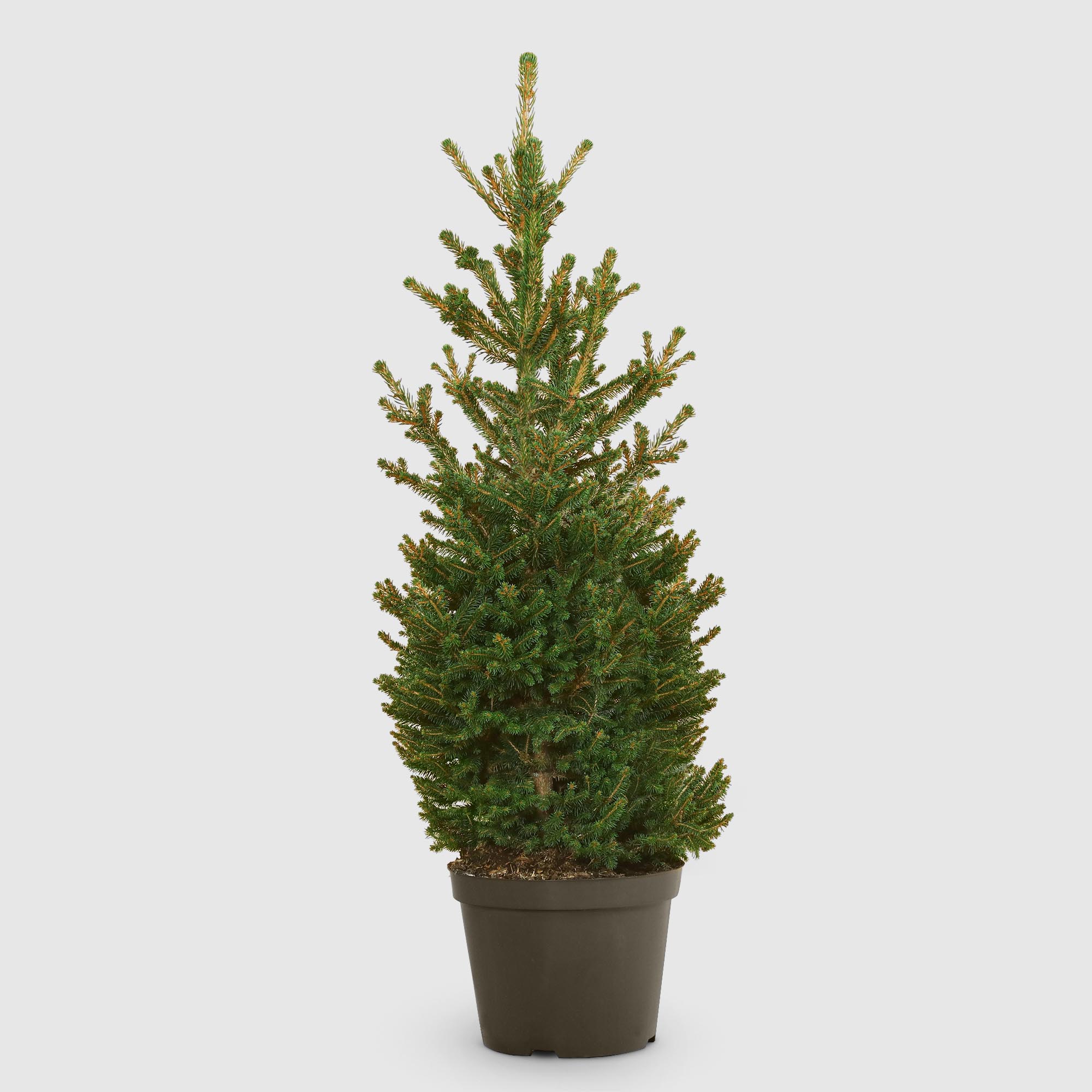 Ель Picea Abies Wills Zwerg 28/70 см, цвет зеленый - фото 1