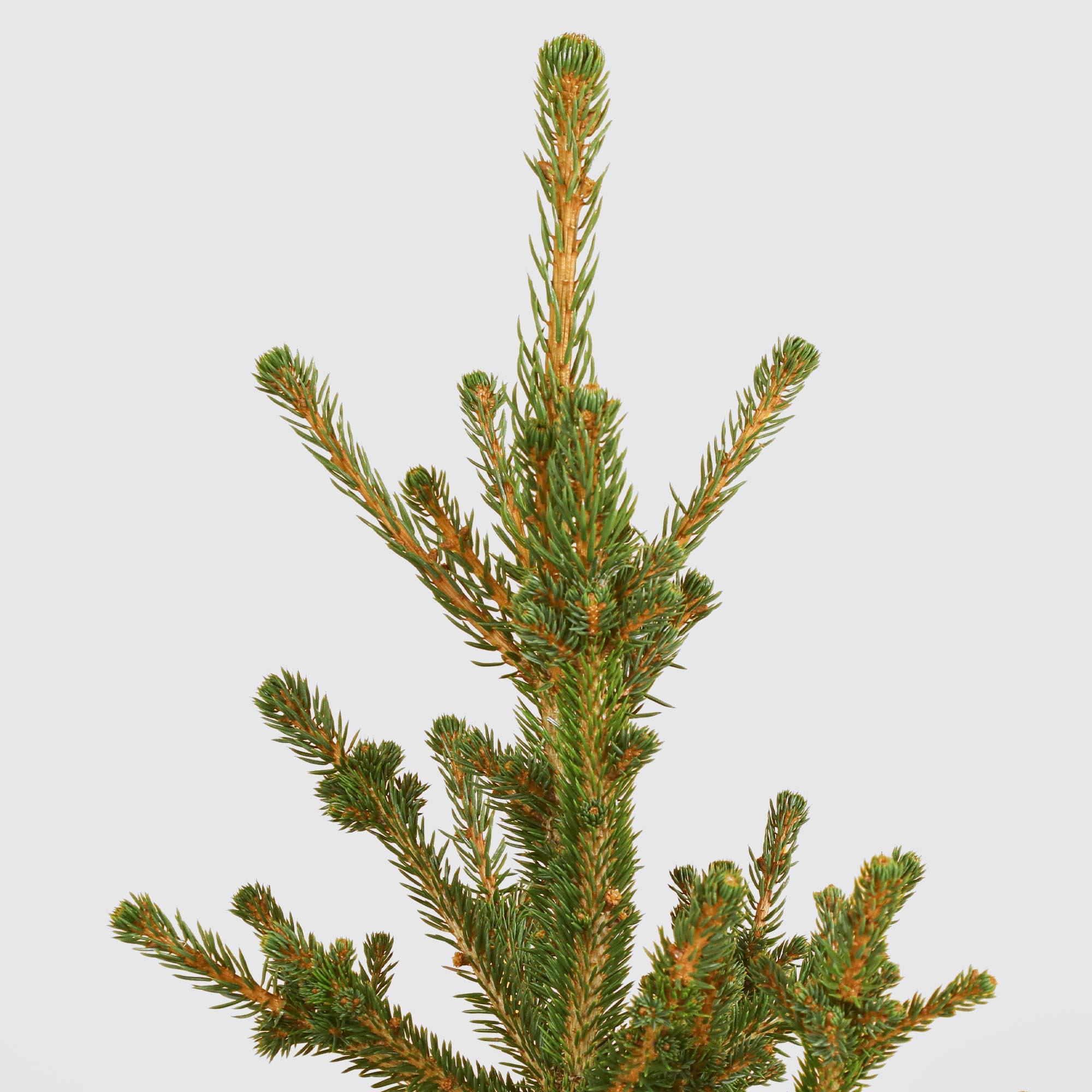 Ель Picea Abies Wills Zwerg 28/70 см, цвет зеленый - фото 2