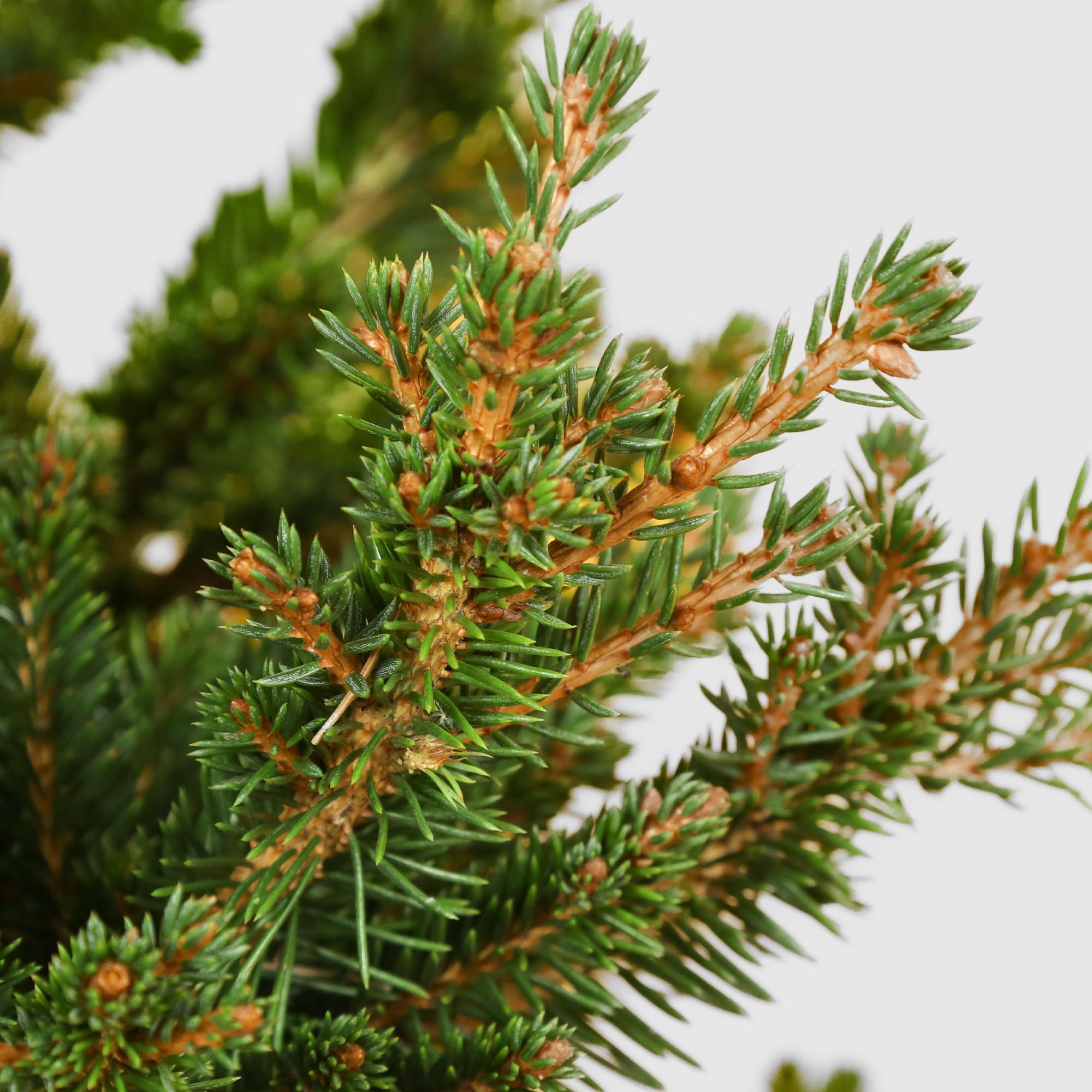 Ель Picea Abies Wills Zwerg 28/70 см, цвет зеленый - фото 3