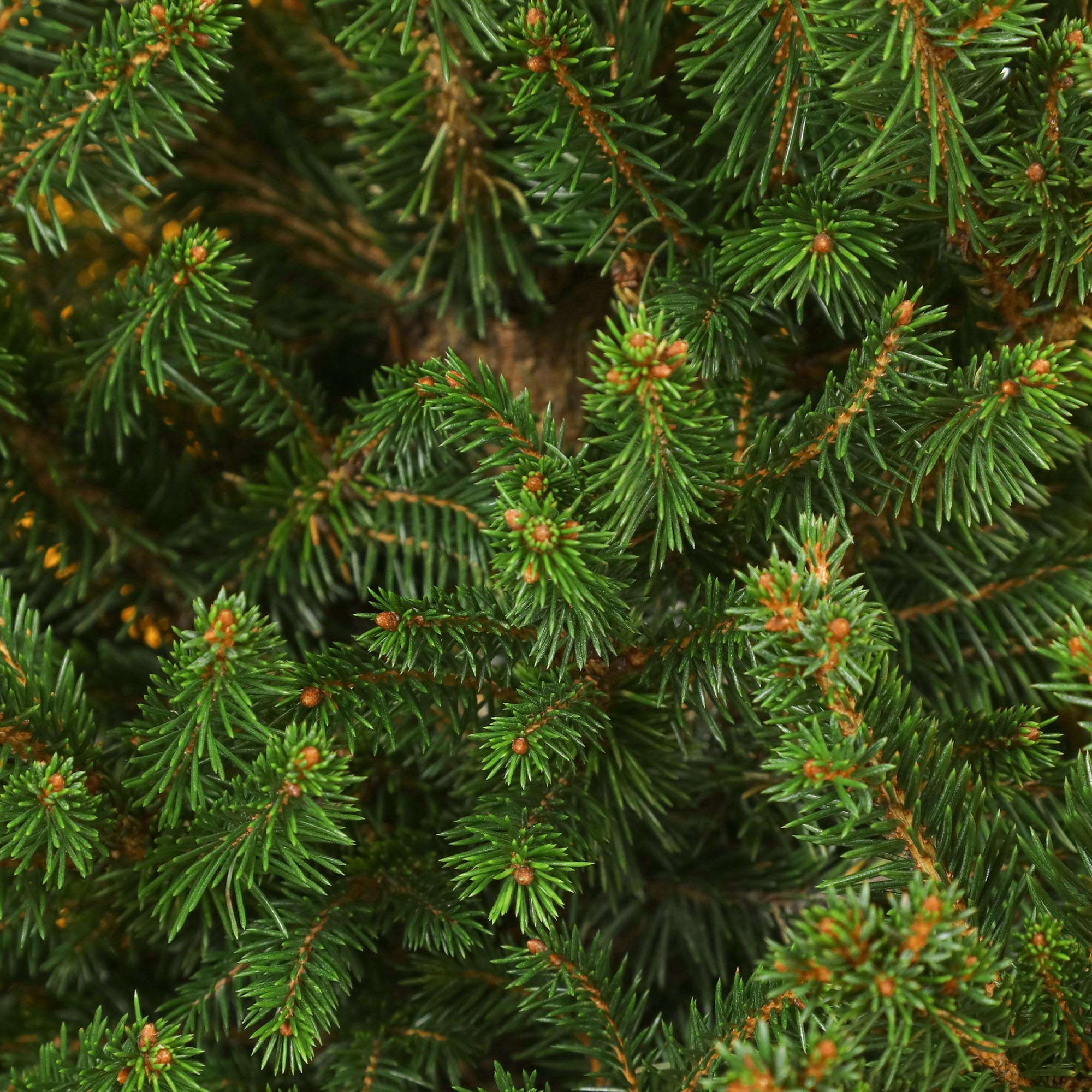 Ель Picea Abies Wills Zwerg 28/70 см, цвет зеленый - фото 4