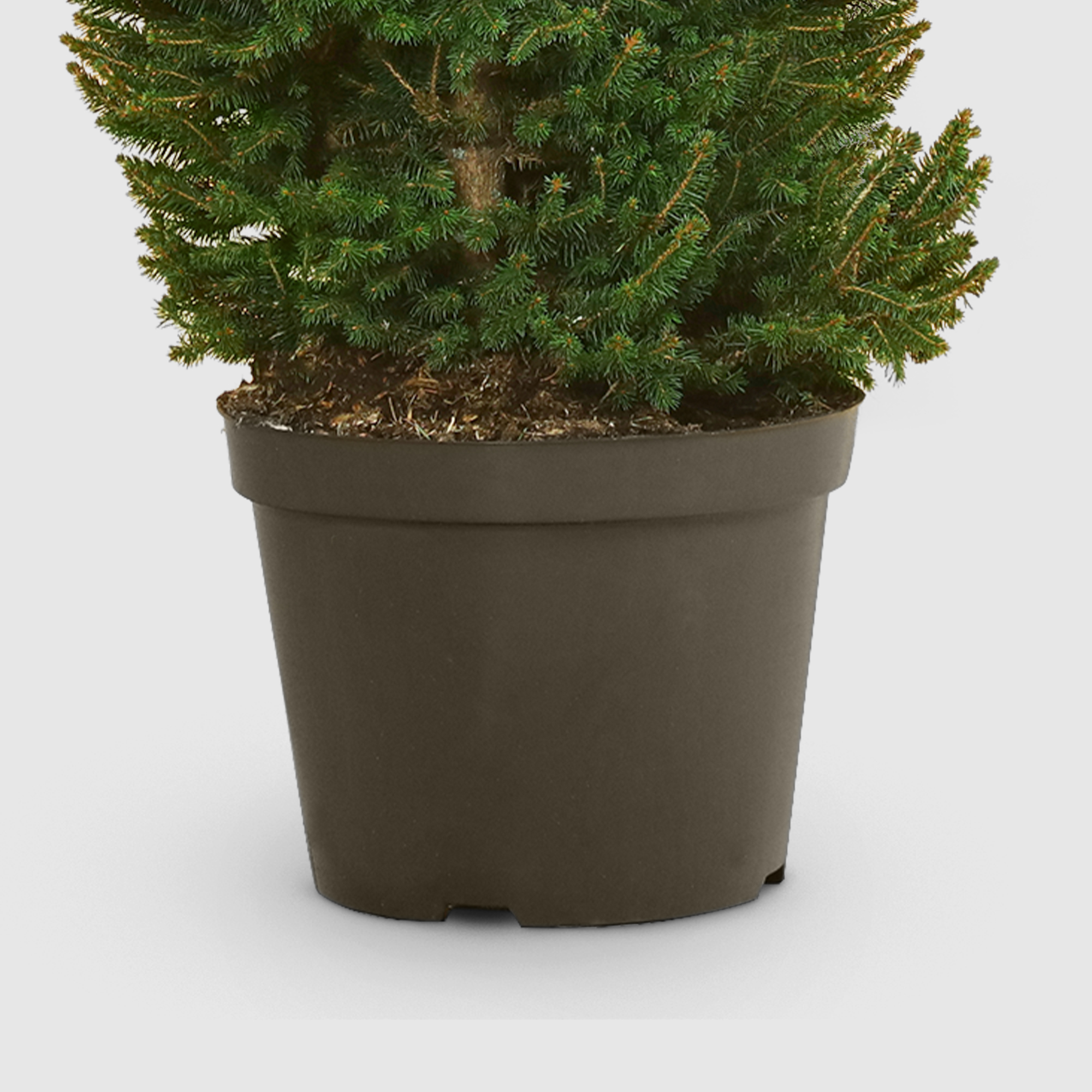 Ель Picea Abies Wills Zwerg 28/70 см, цвет зеленый - фото 5