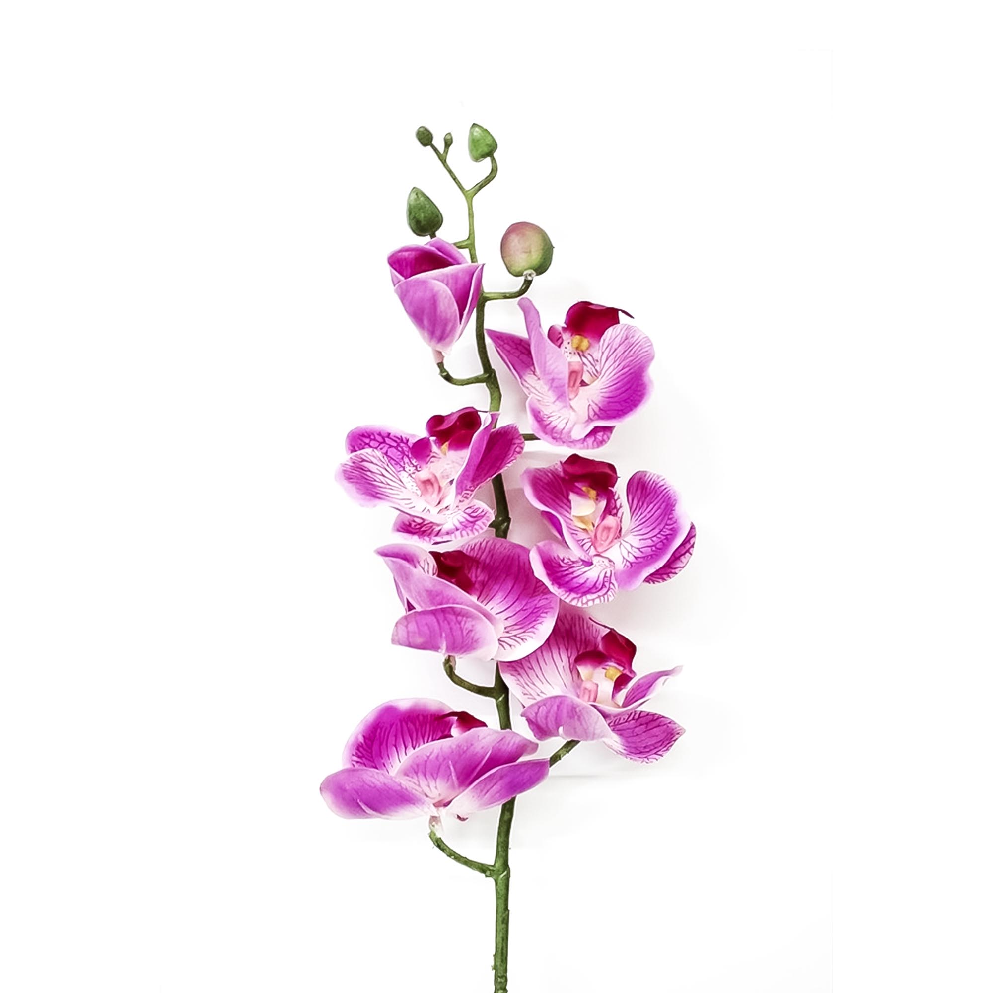 Орхидея фаленопсис Конэко-О 56621 76 см