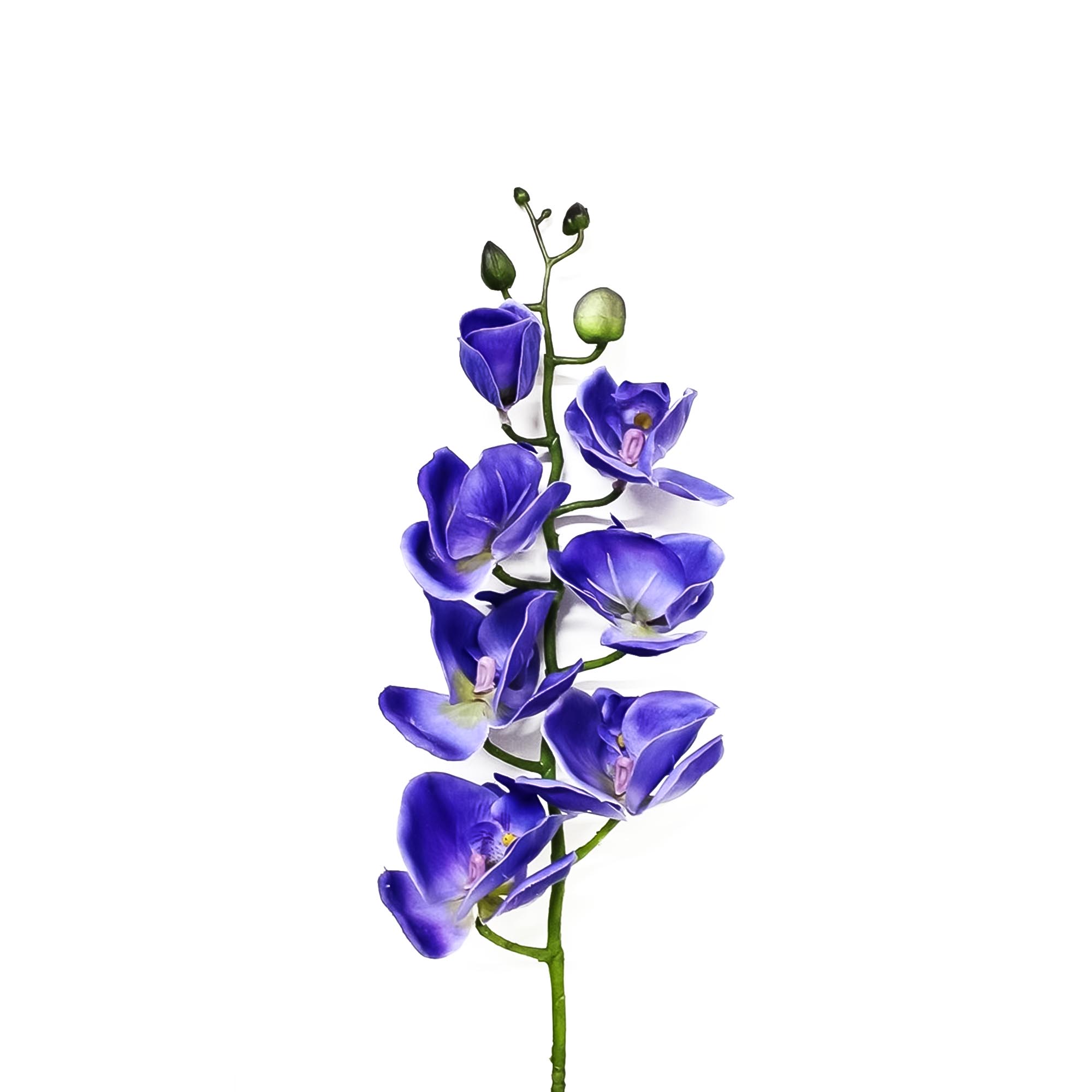 Орхидея фаленопсис Конэко-О 56721 76 см