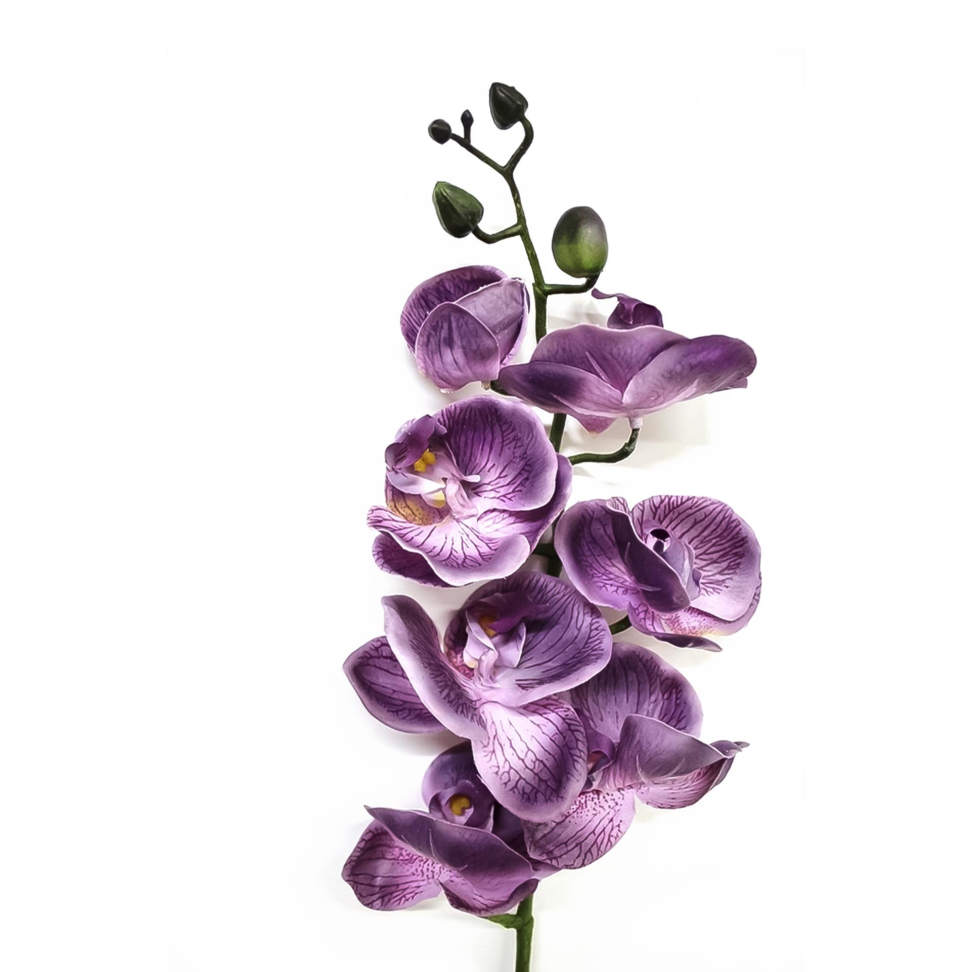 Орхидея фаленопсис Конэко-О 57221 76 см