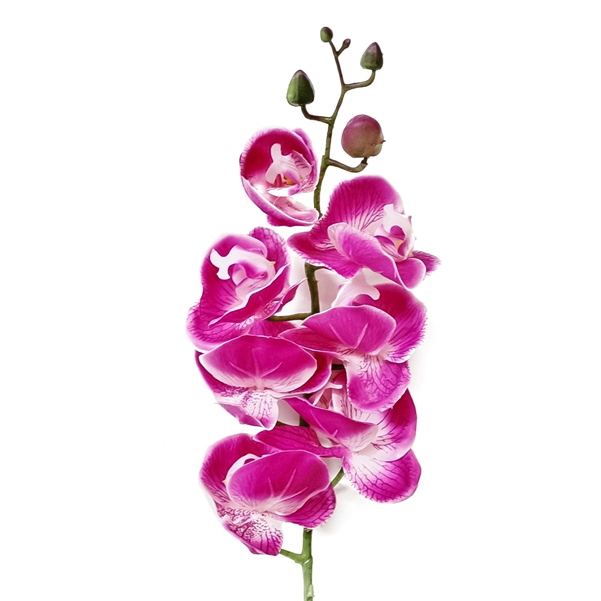 Орхидея фаленопсис Конэко-О 57421 76 см