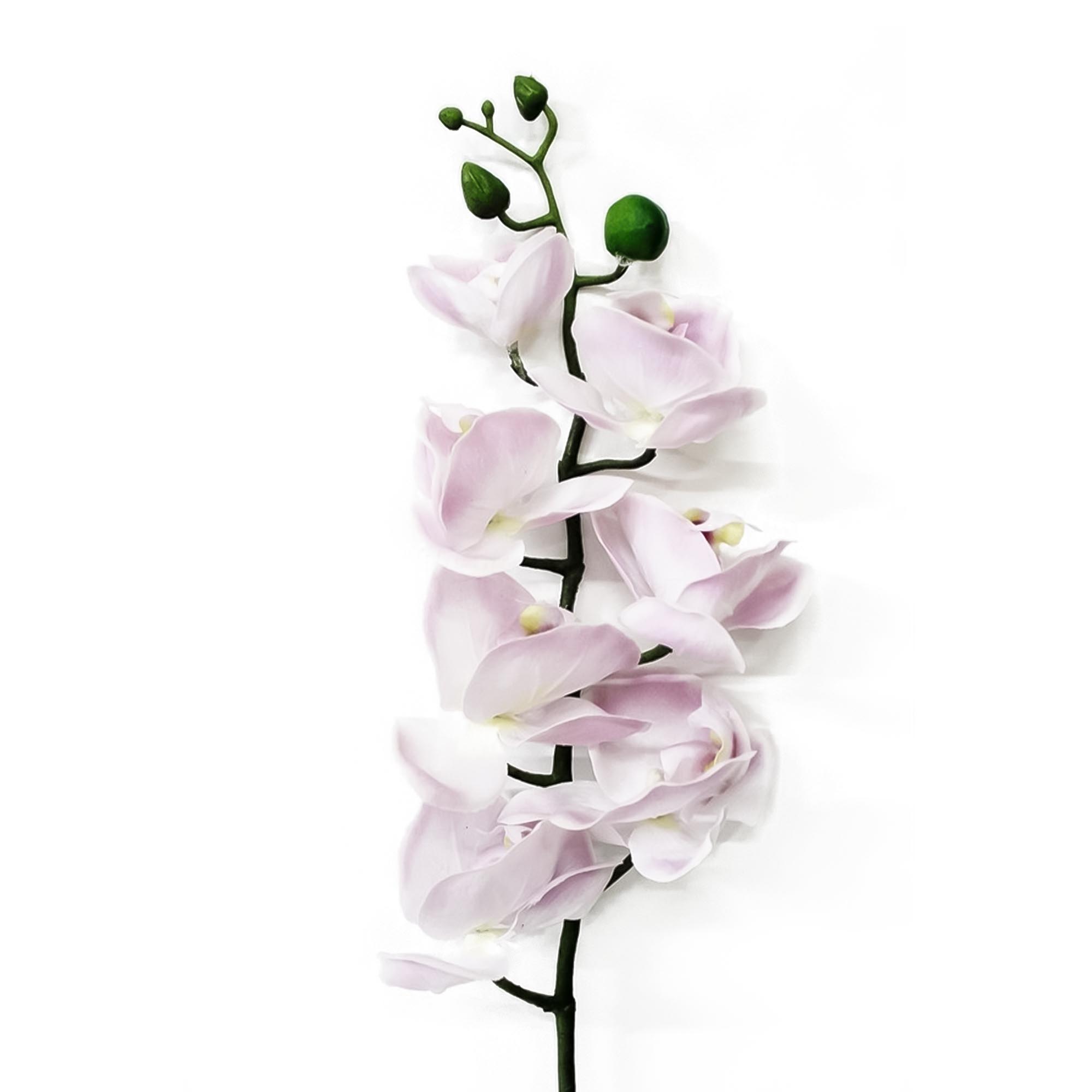 Орхидея фаленопсис Конэко-О 57521 76 см