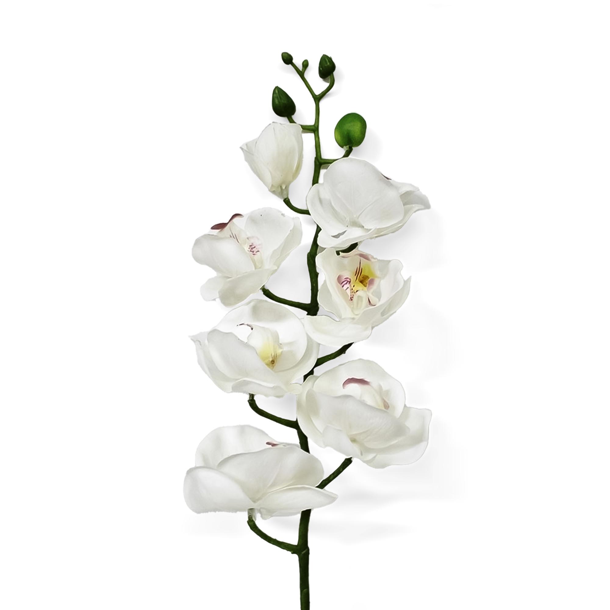 Орхидея фаленопсис Конэко-О 57821 76 см