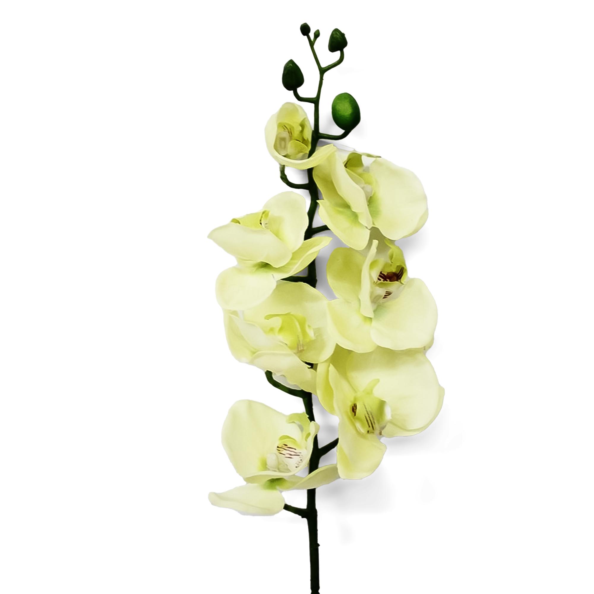 Орхидея фаленопсис Конэко-О 57921 76 см