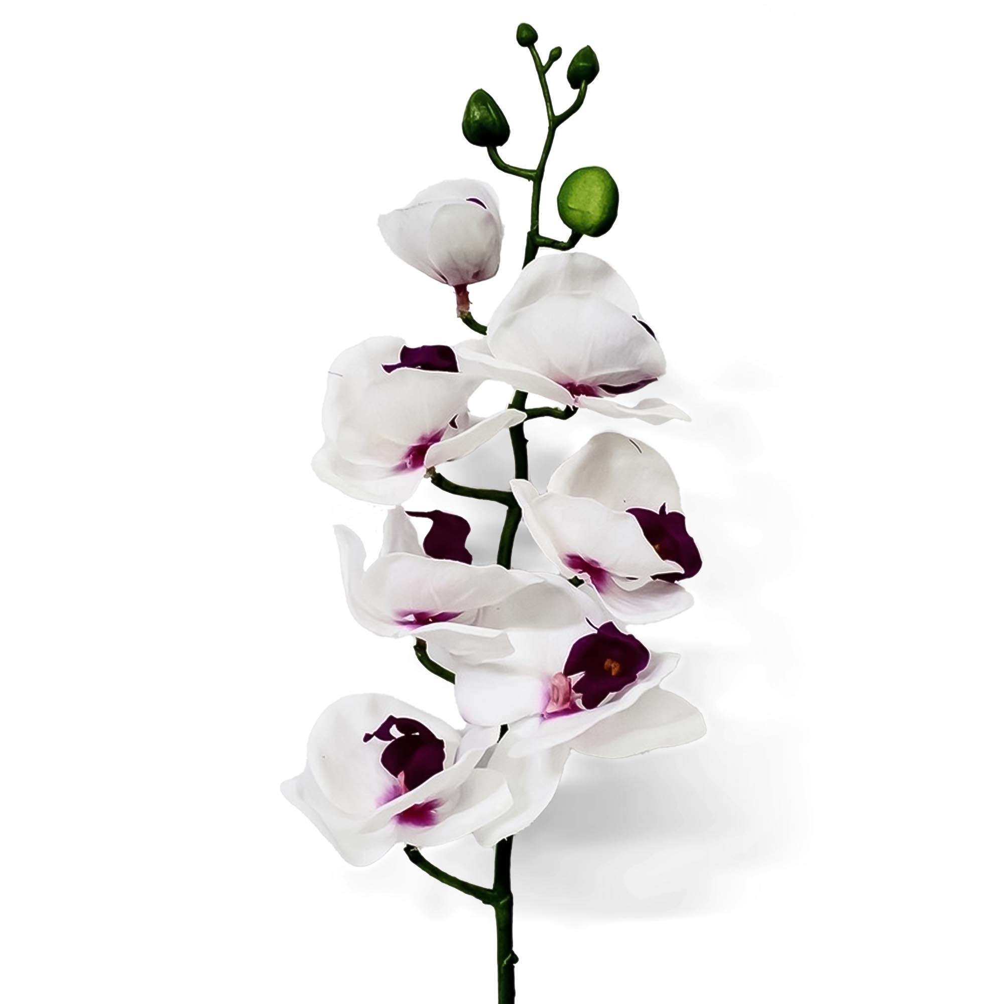 Орхидея фаленопсис Конэко-О 58921 76 см