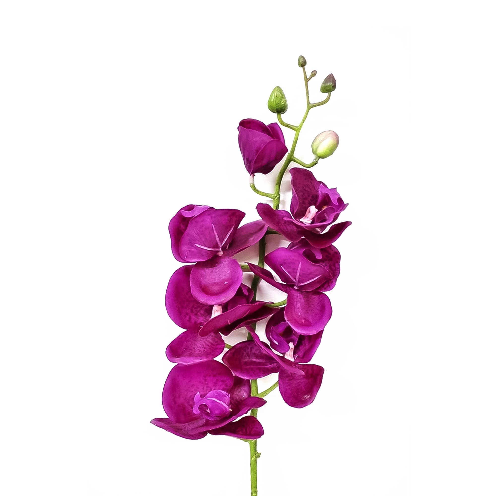 Орхидея фаленопсис Конэко-О 59421 76 см