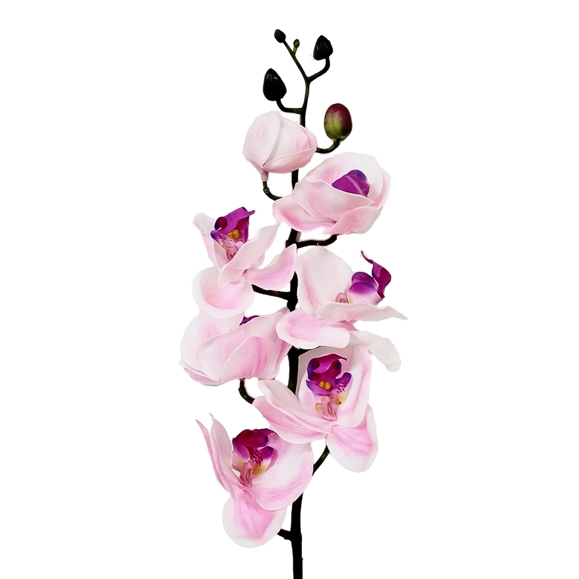 Орхидея фаленопсис Конэко-О 64321 76 см
