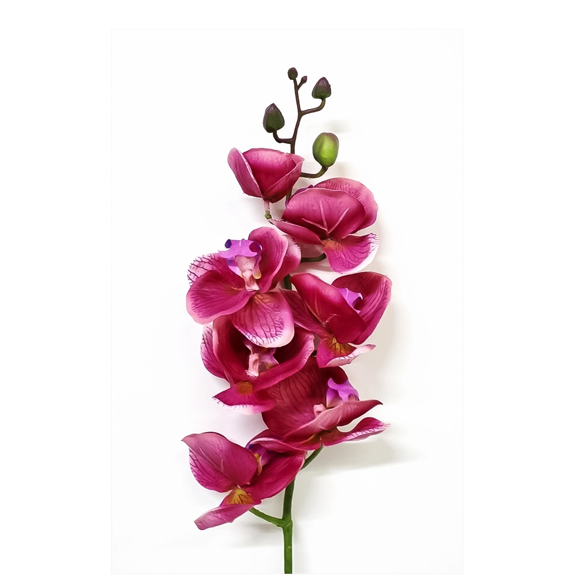 Орхидея фаленопсис Конэко-О 65421 76 см