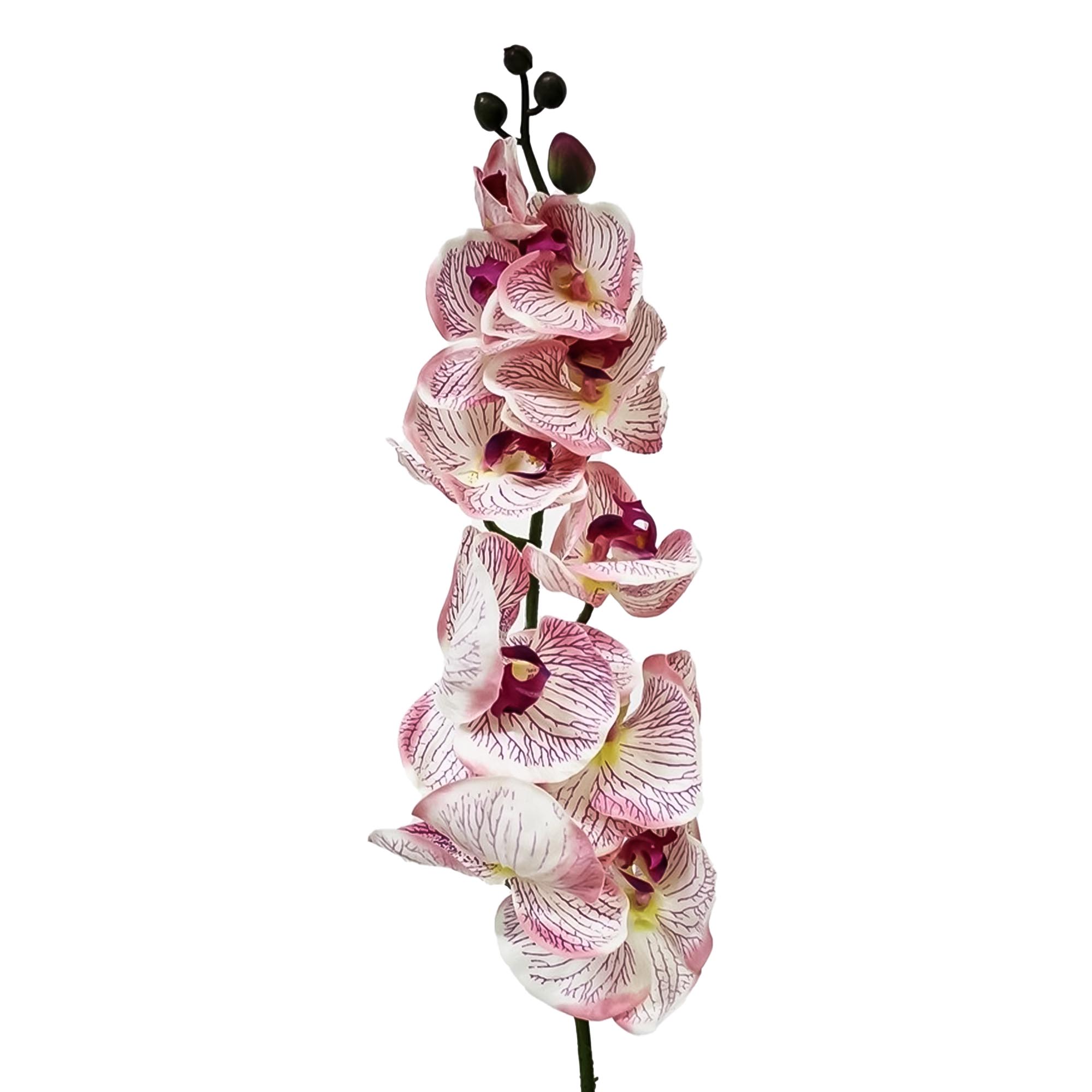 Орхидея фаленопсис Конэко-О 65921 102 см