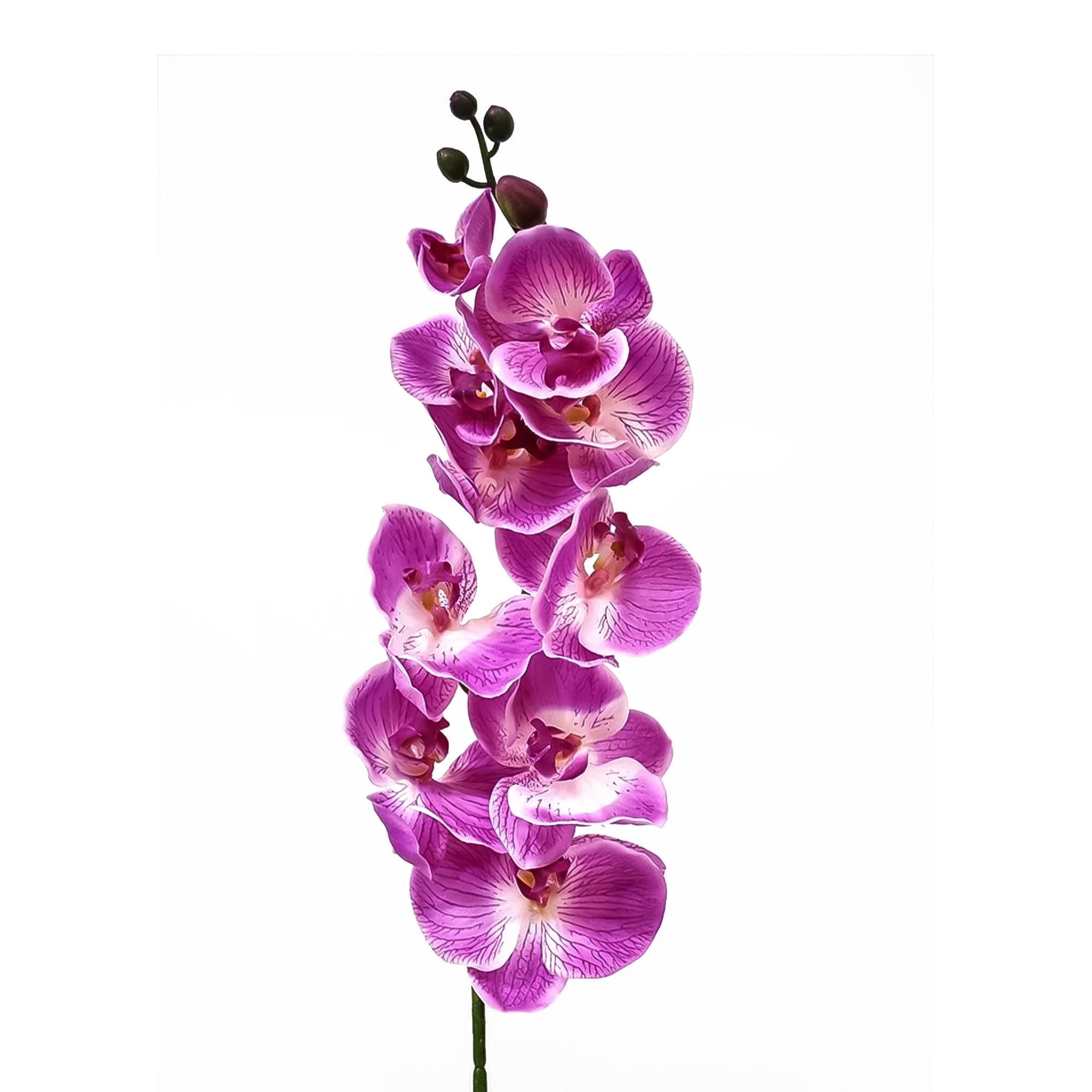 Орхидея фаленопсис Конэко-О 66921 102 см
