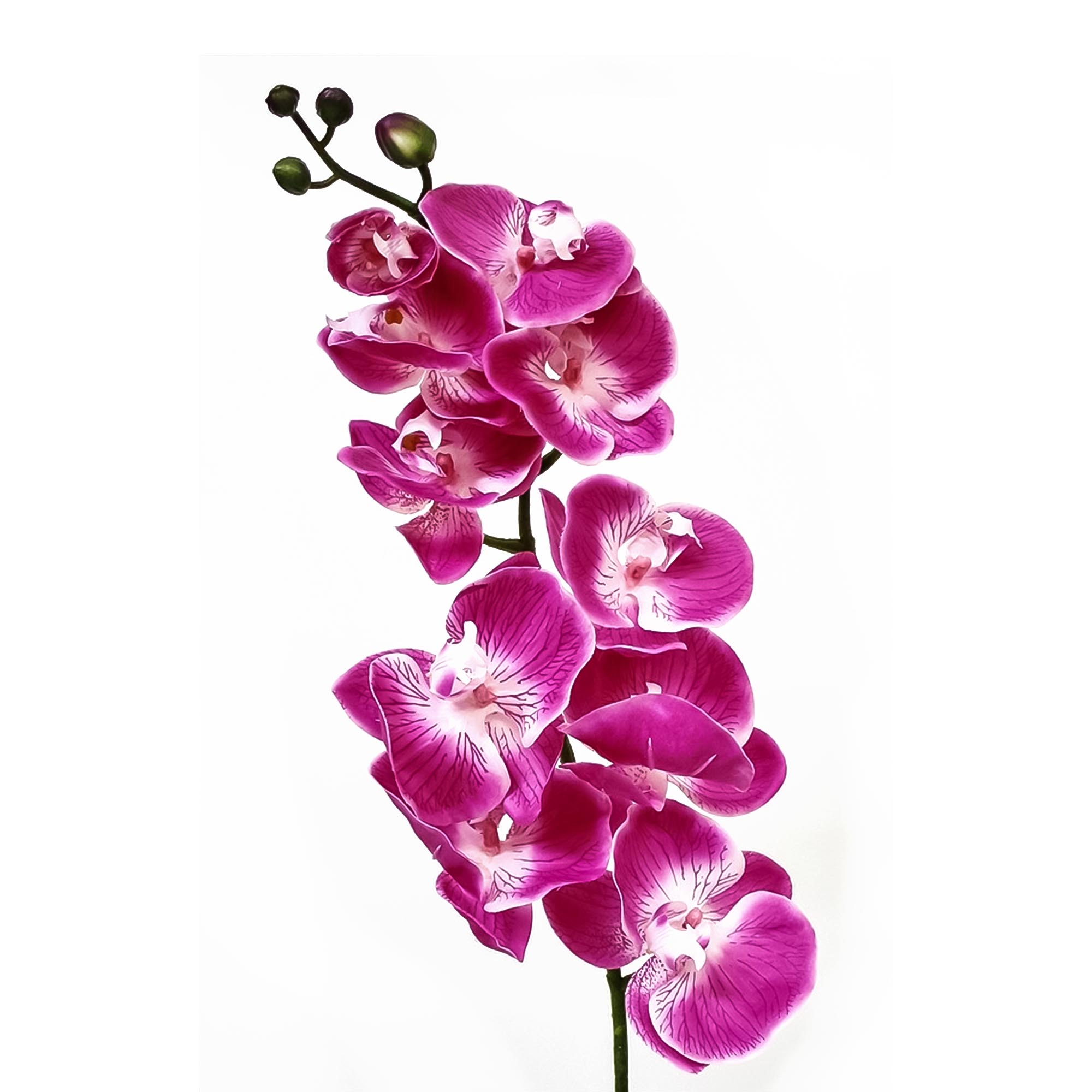 Орхидея фаленопсис Конэко-О 70621 102 см