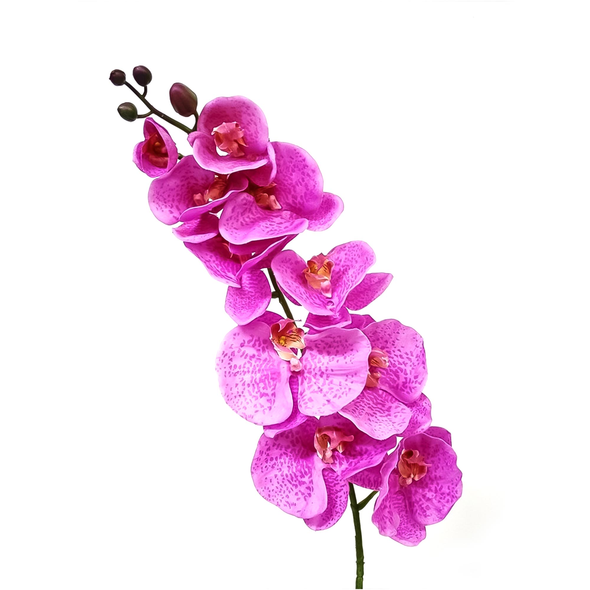 Орхидея фаленопсис Конэко-О 77521 102 см