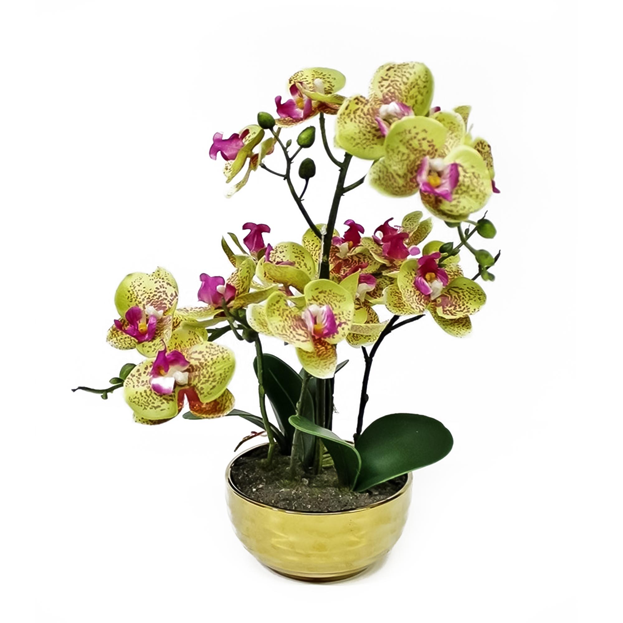 Орхидея фаленопсис Конэко-О в кашпо 35 см