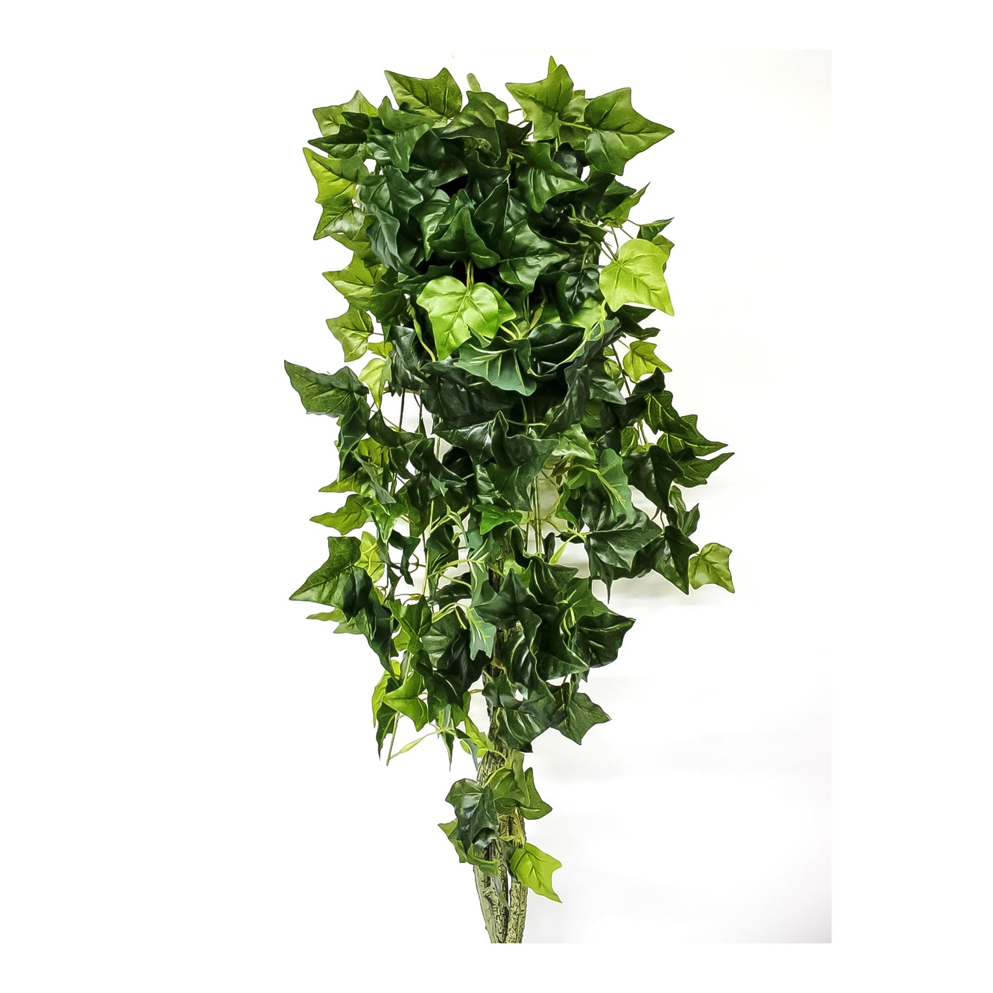 Английский плющ Конэко-О ампельный плющ конэко о ампельный с мелким листом высота 90 см зеленый