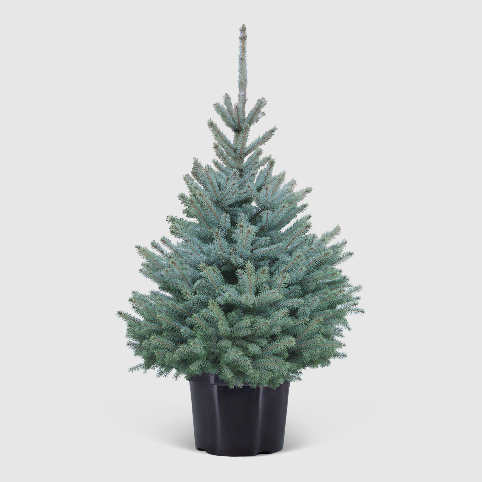 Ель Picea Pungens Super Blue 38/140 см, цвет зеленый - фото 1