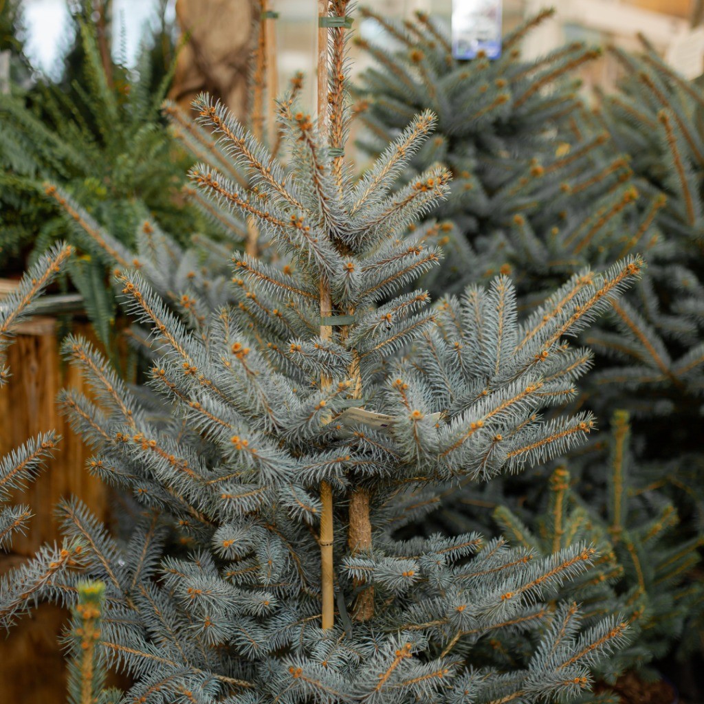 Ель Picea Pungens Super Blue 38/140 см, цвет зеленый - фото 2