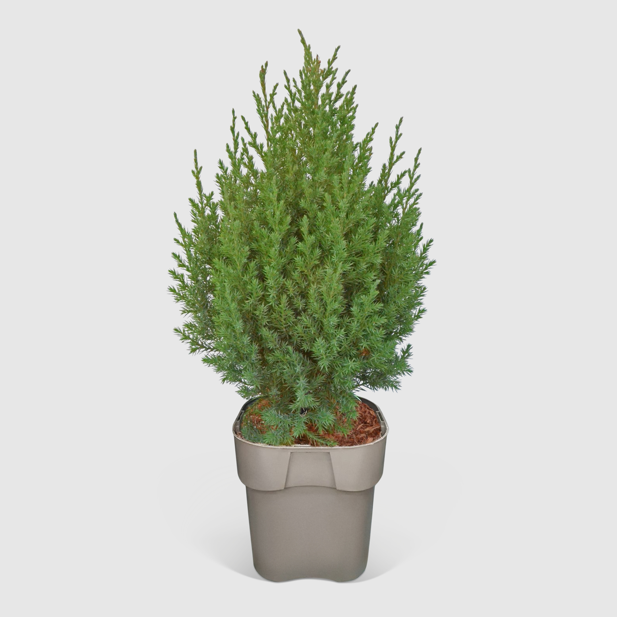 Можжевельник Juniperus Stricta 17/30 см, цвет зеленый - фото 1