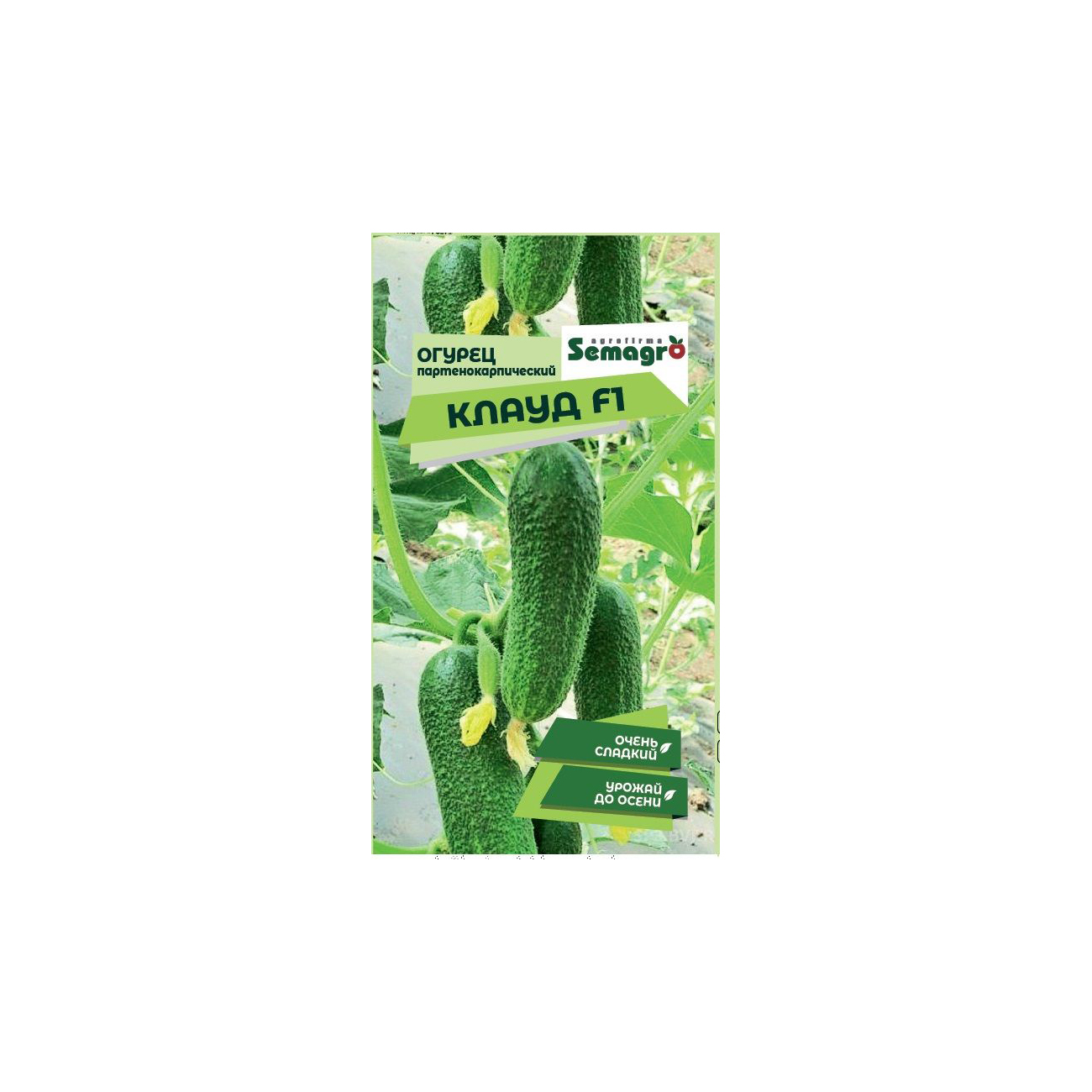 Семена Semagro огурец клауд f1
