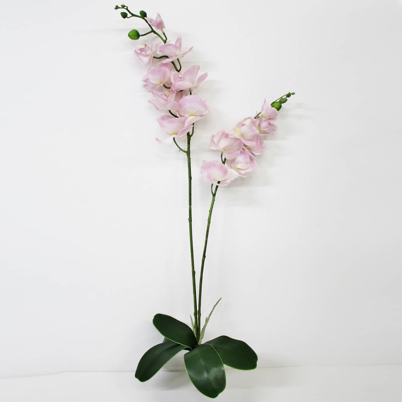 Орхидея фаленопсис с листьями Конэко-О KR_828 90 см