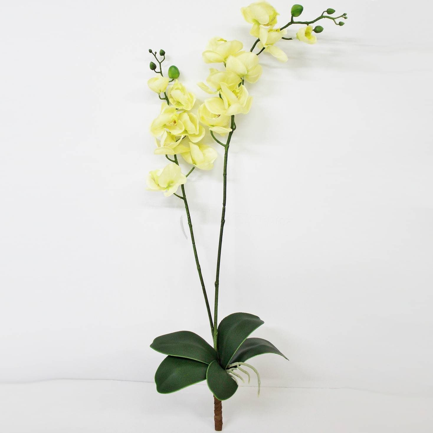 Орхидея фаленопсис с листьями Конэко-О KR_833 90 см, цвет зеленый
