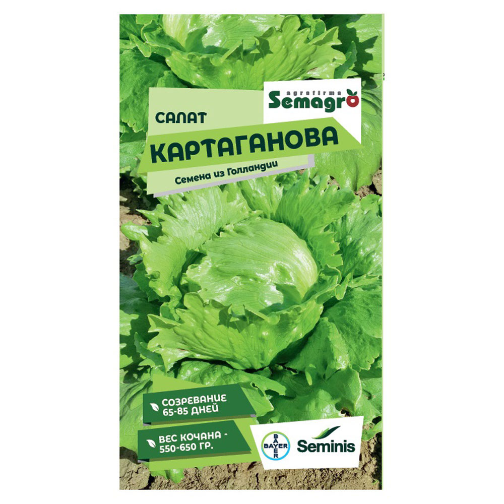 Семена Seminis салат картаганова салат одесский кучерявец 1 гр цв п