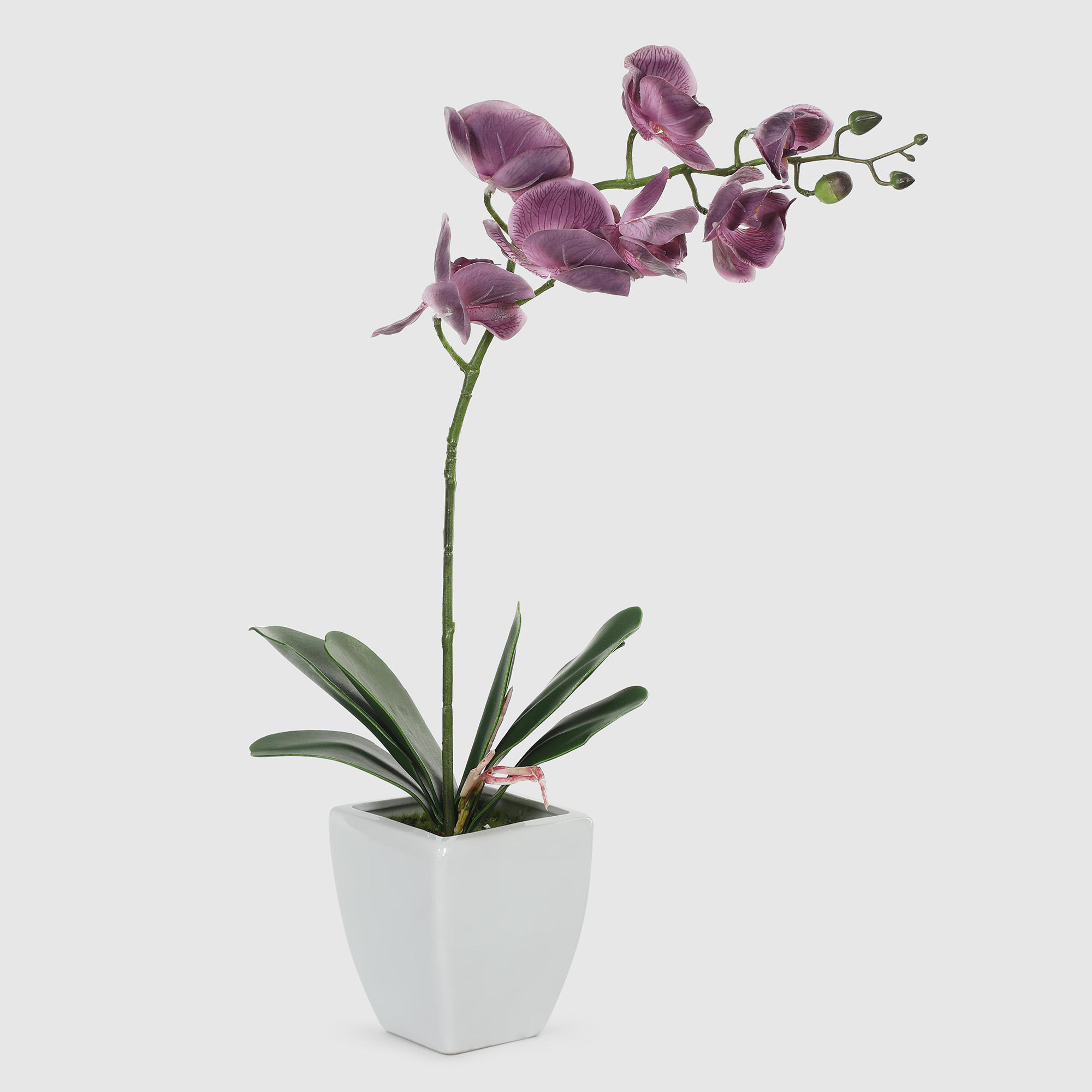 Орхидея в белом кашпо Конэко-О 57210159185 60 см орхидея фиолетовая конэко о высота 100 40 60 см