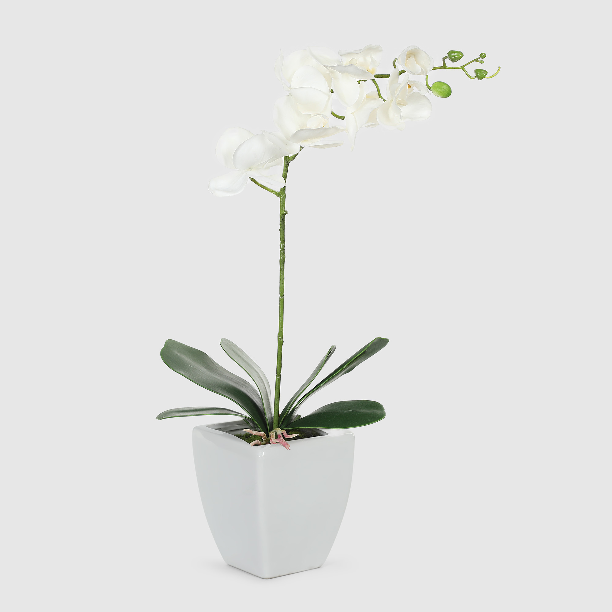 Орхидея в белом кашпо Конэко-О 554_10159_185 60 см, цвет зеленый