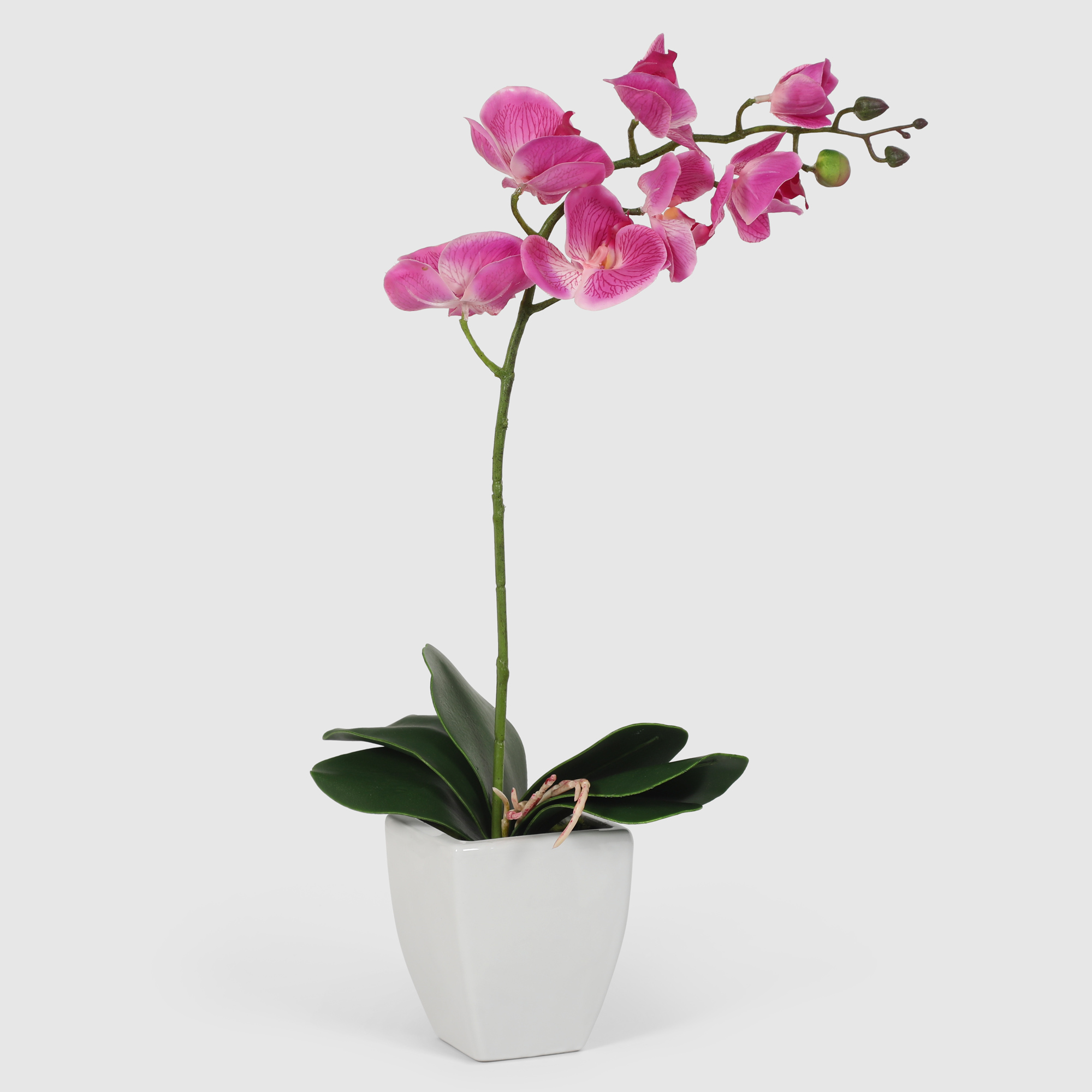 Орхидея Конэко-О 566_10159_185 в белом кашпо 60 см