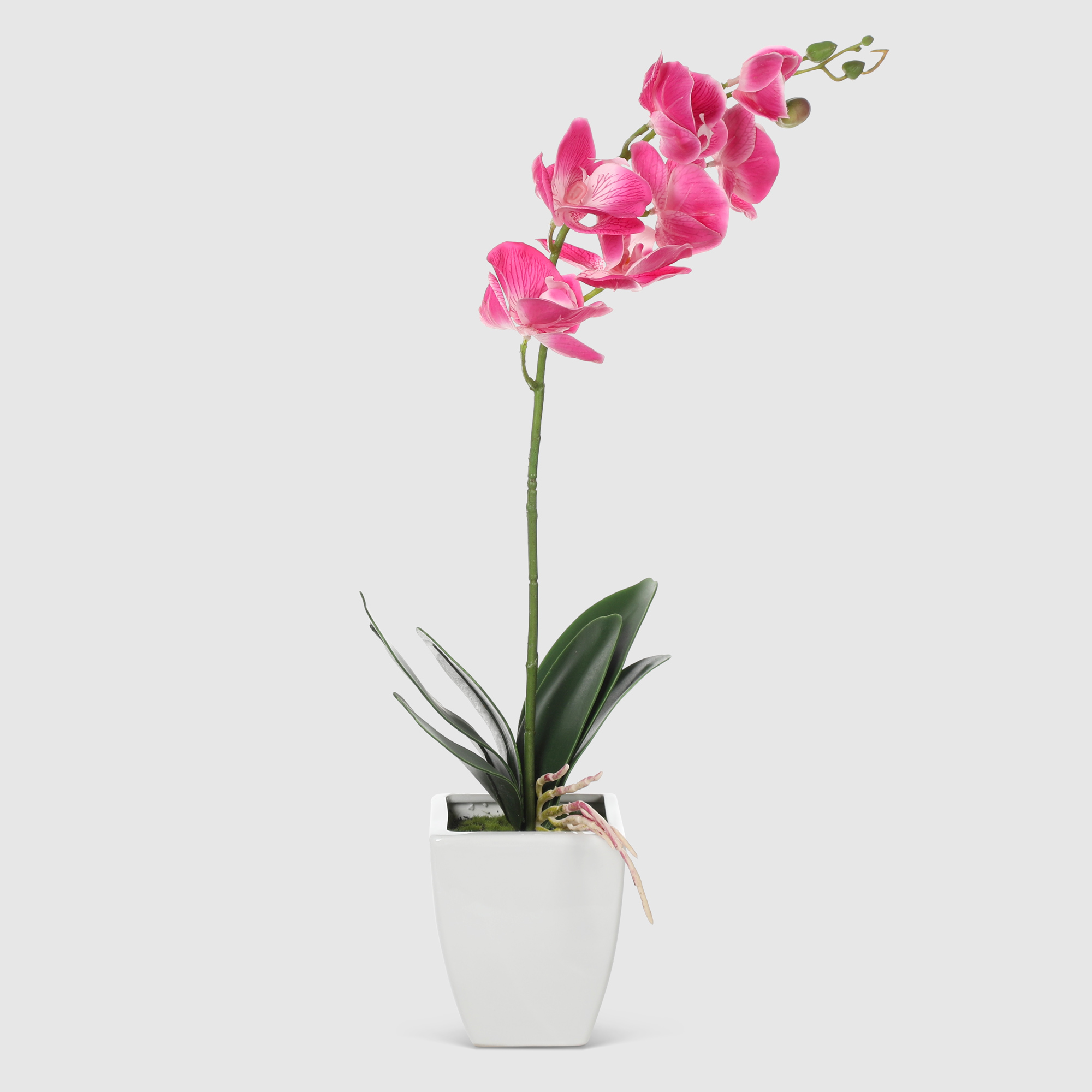 Орхидея в белом кашпо Конэко-О 574_10159_185 60 см